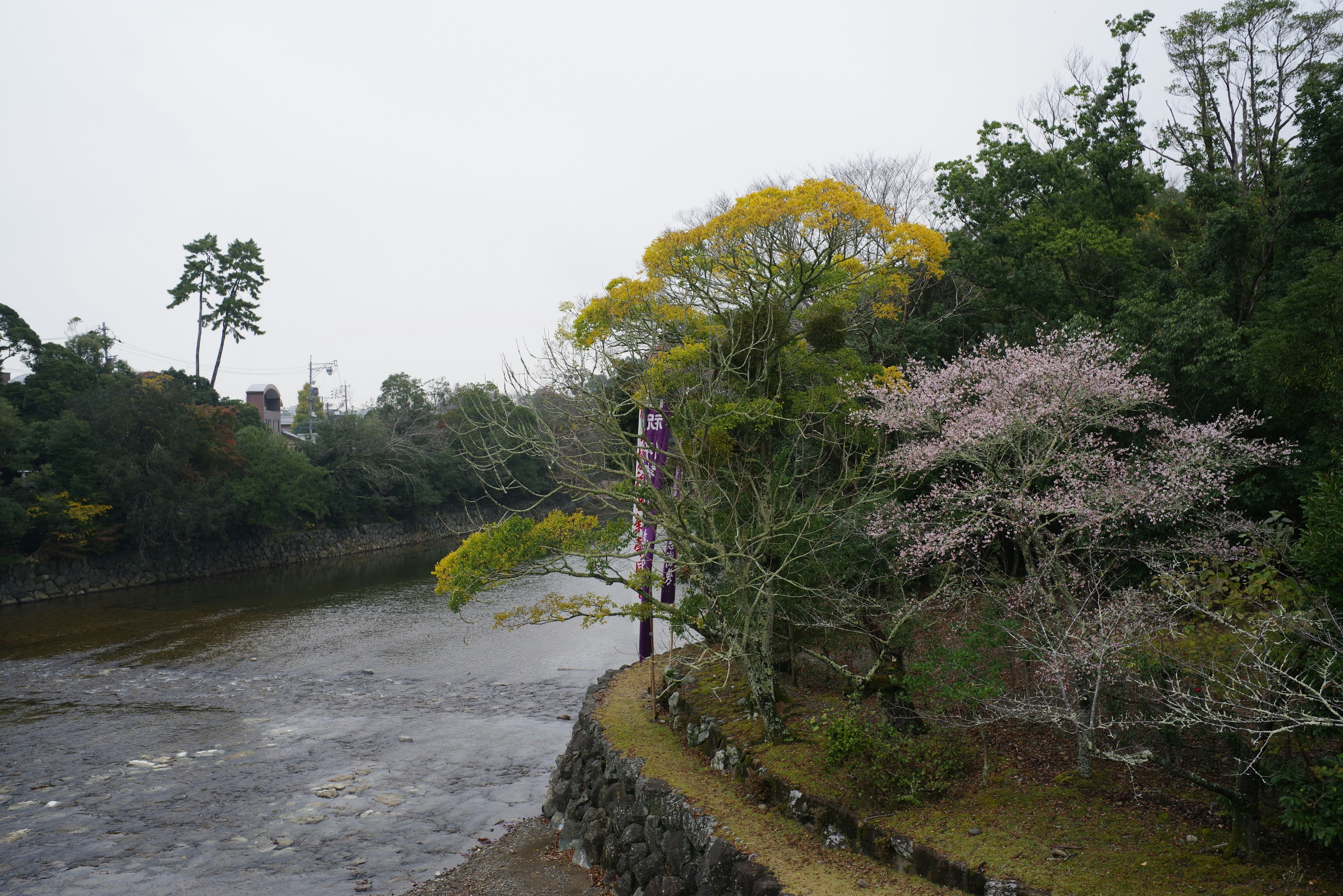 河岸边樱花树和绿色树木的美丽景色