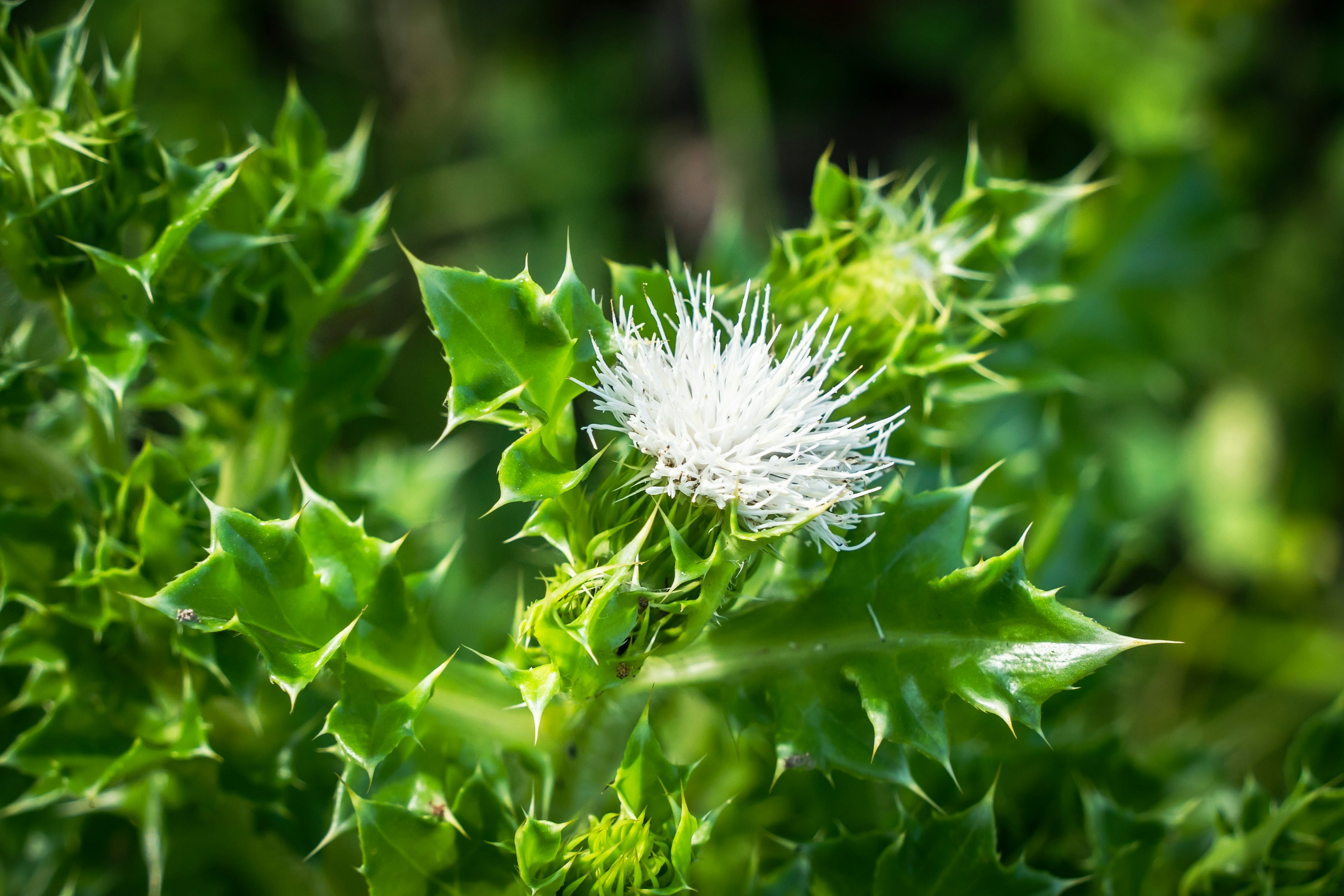 白い花とトゲのある緑の葉が特徴的な植物のクローズアップ