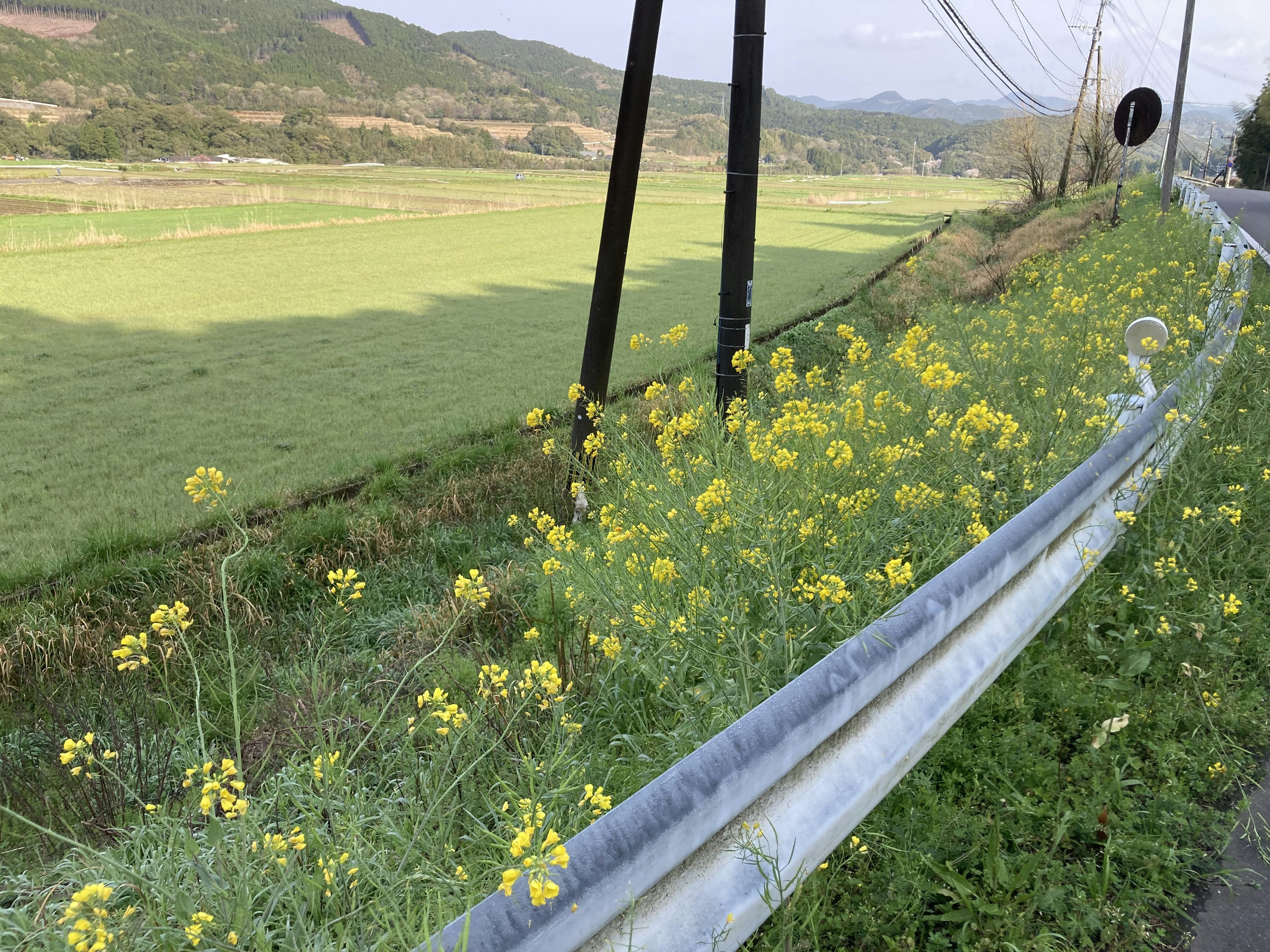 Vue pittoresque d'un champ de riz vert avec des fleurs jaunes le long de la route