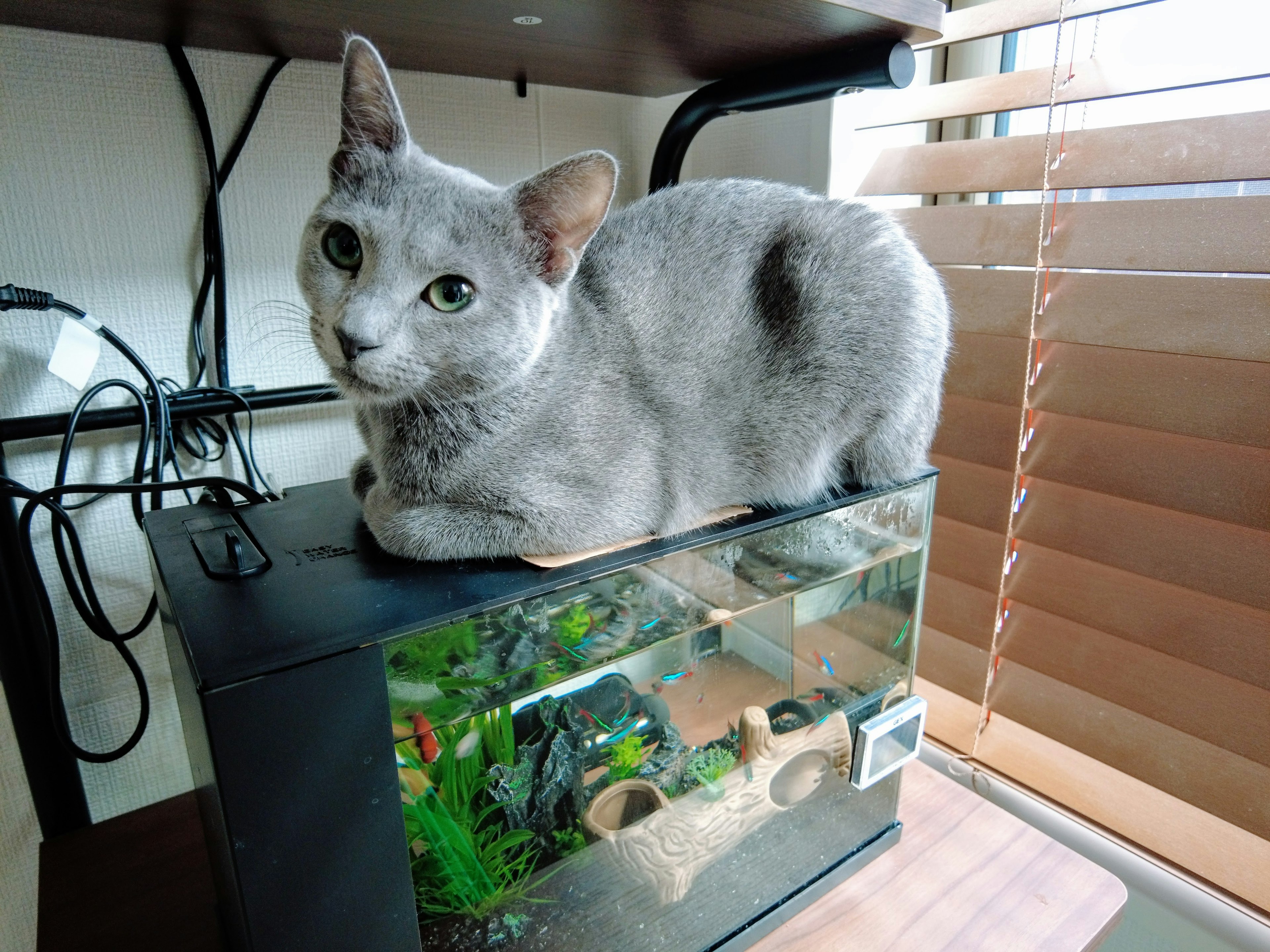 Gray cat sitting on top of an aquarium