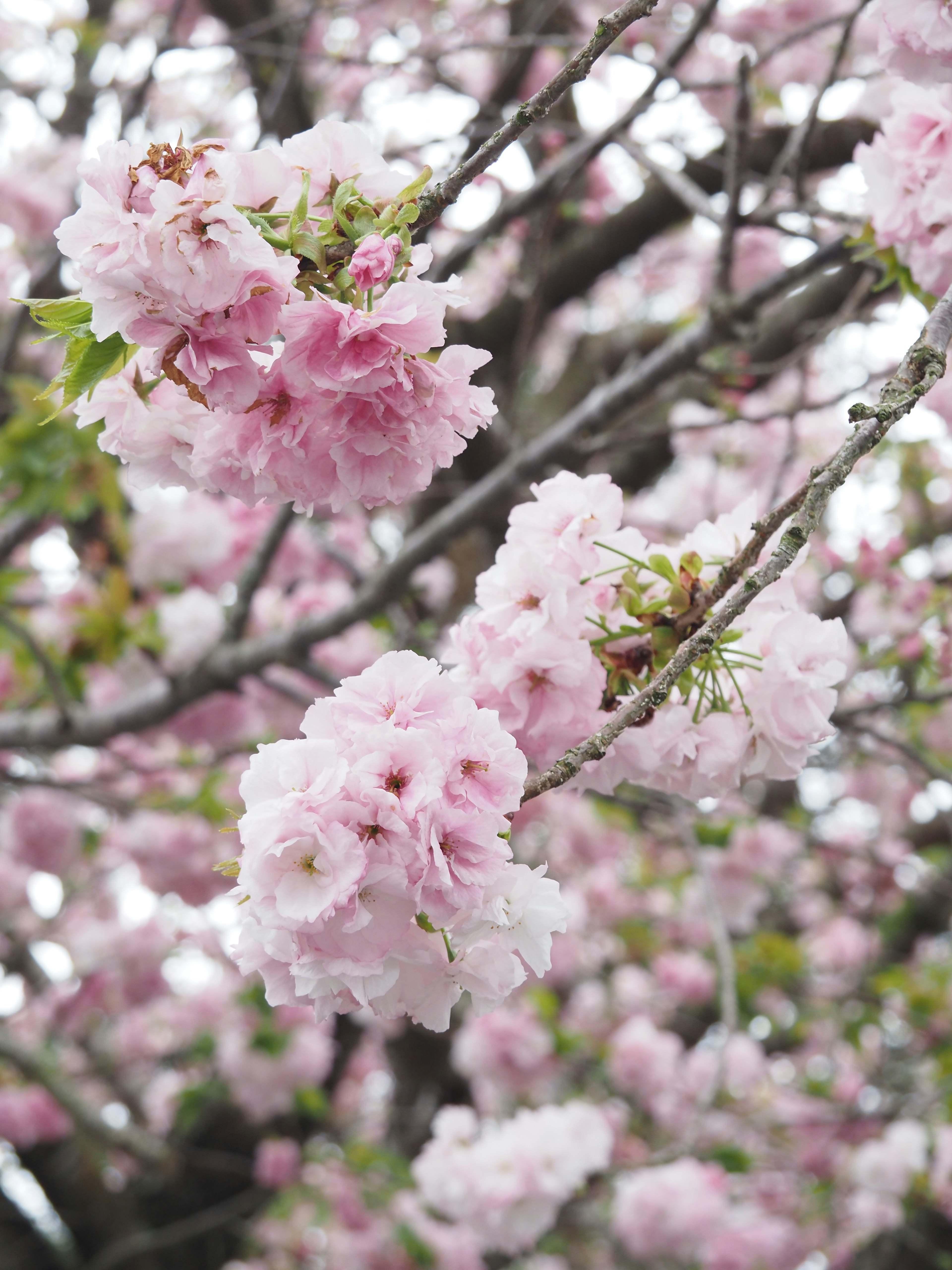 桜の花が咲いている枝のクローズアップ