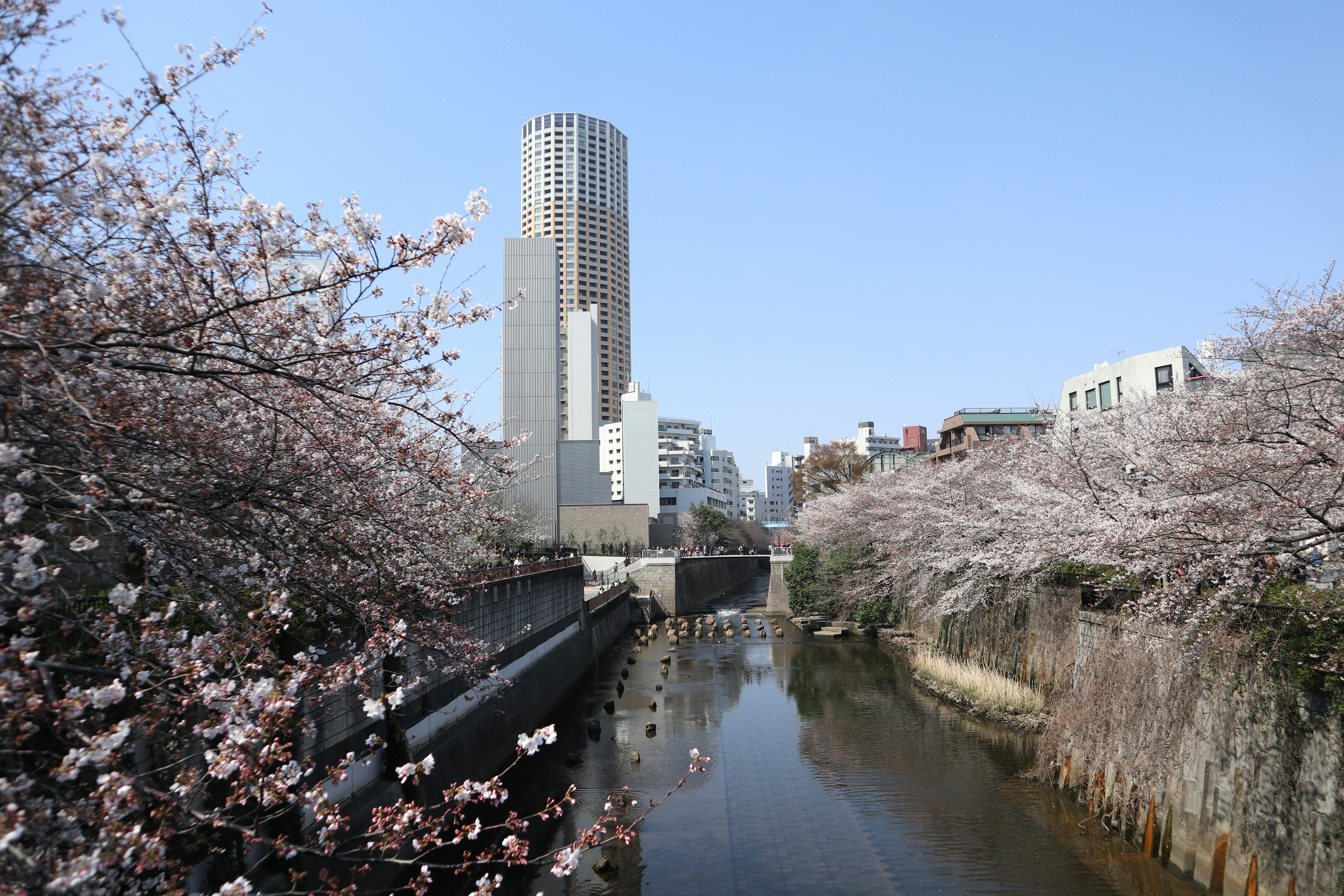 Vue pittoresque de cerisiers en fleurs le long d'une rivière avec des gratte-ciel en arrière-plan