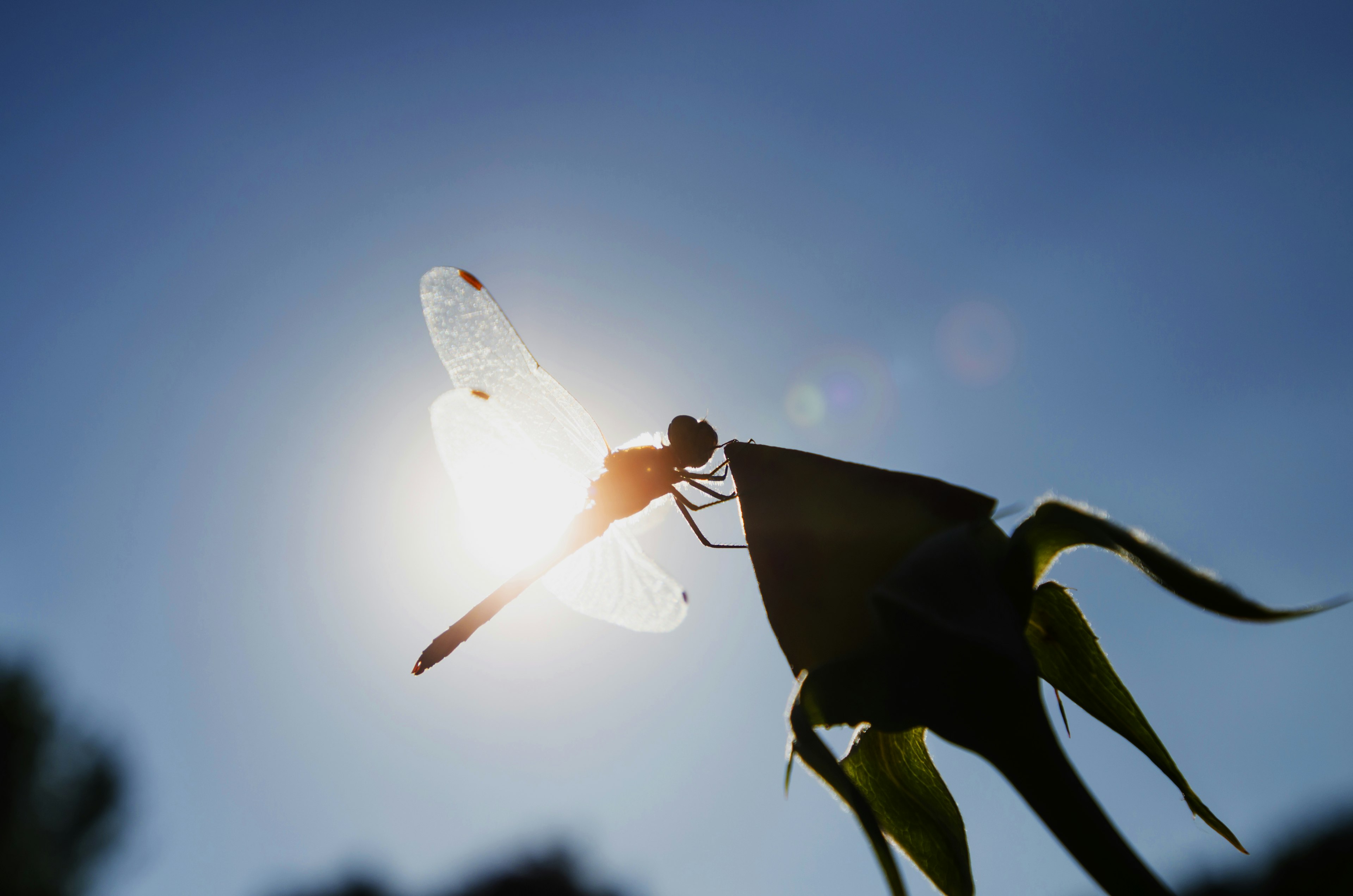 Libelle, die ihre Flügel gegen das Sonnenlicht mit grüner Pflanze ausbreitet