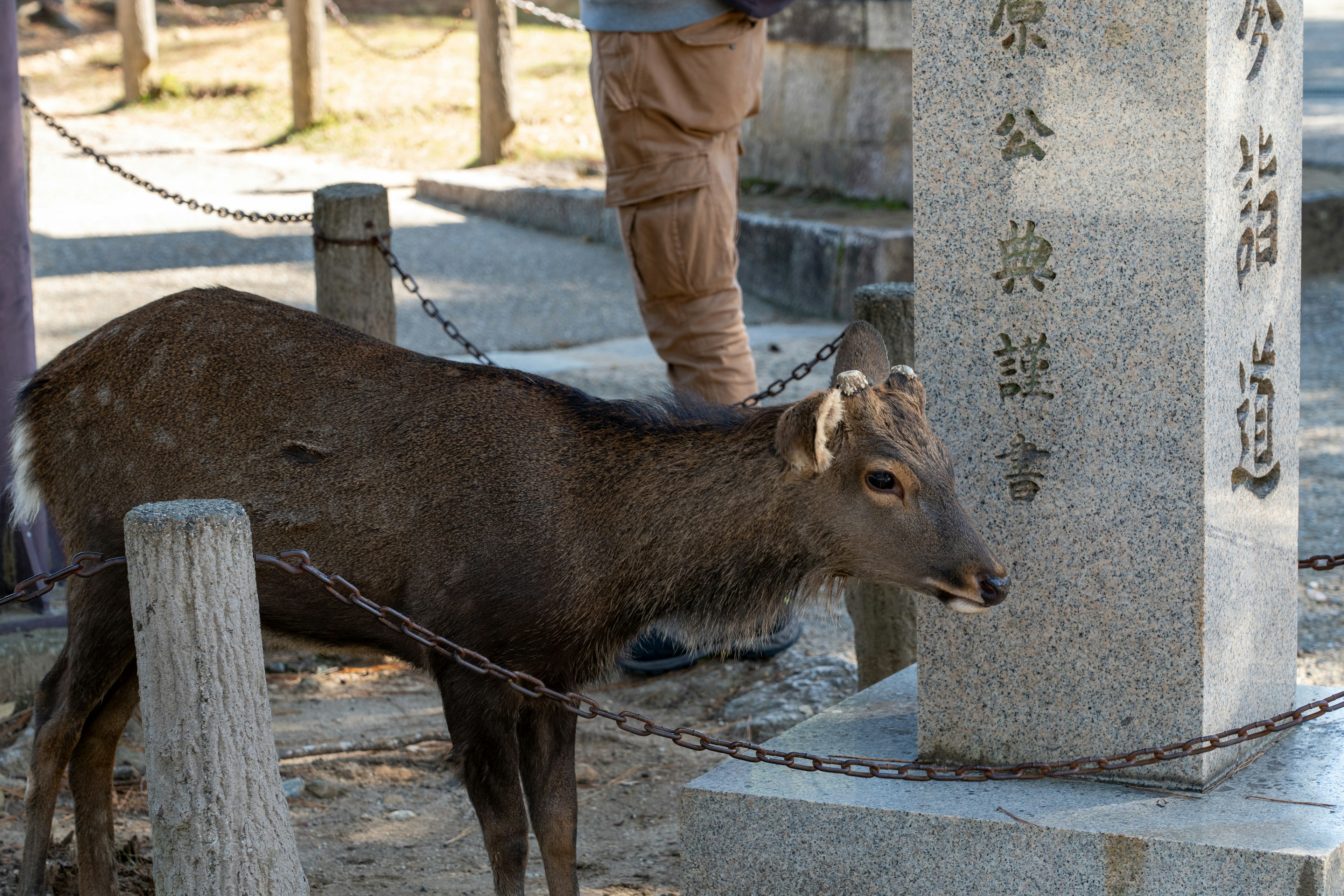 A deer near a stone pillar with inscriptions