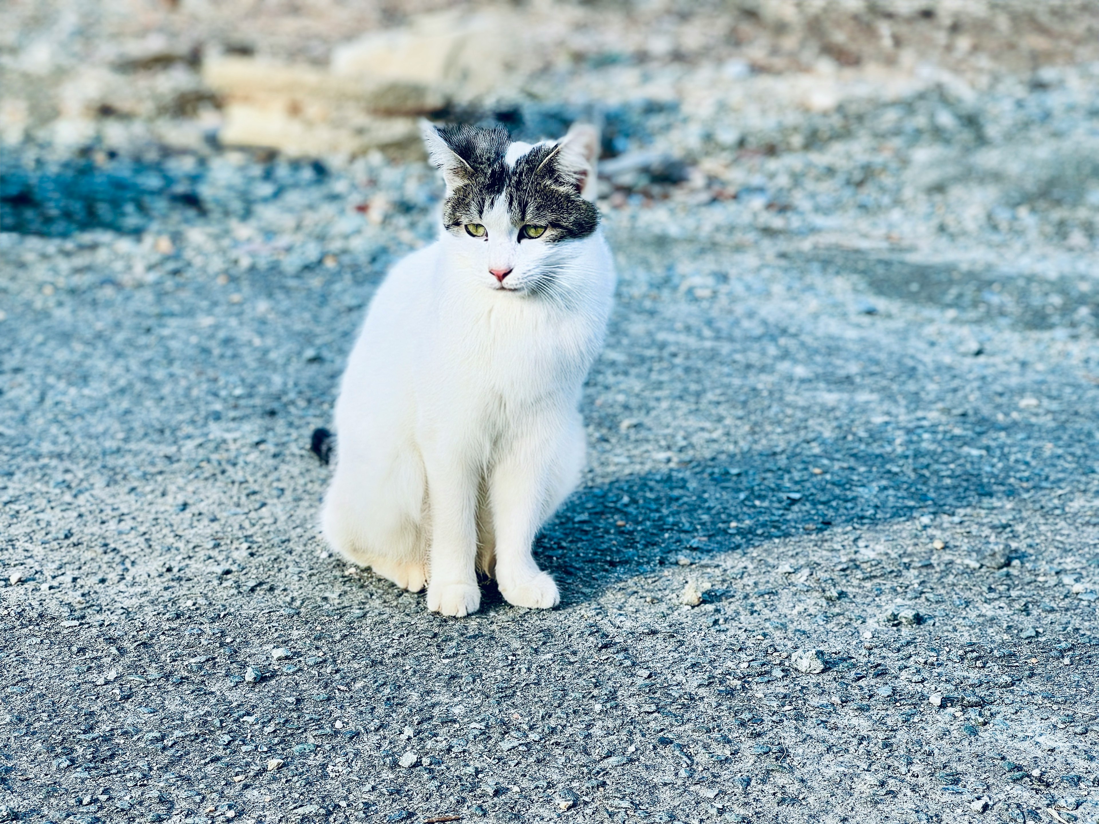 A white cat sitting on asphalt with gray markings