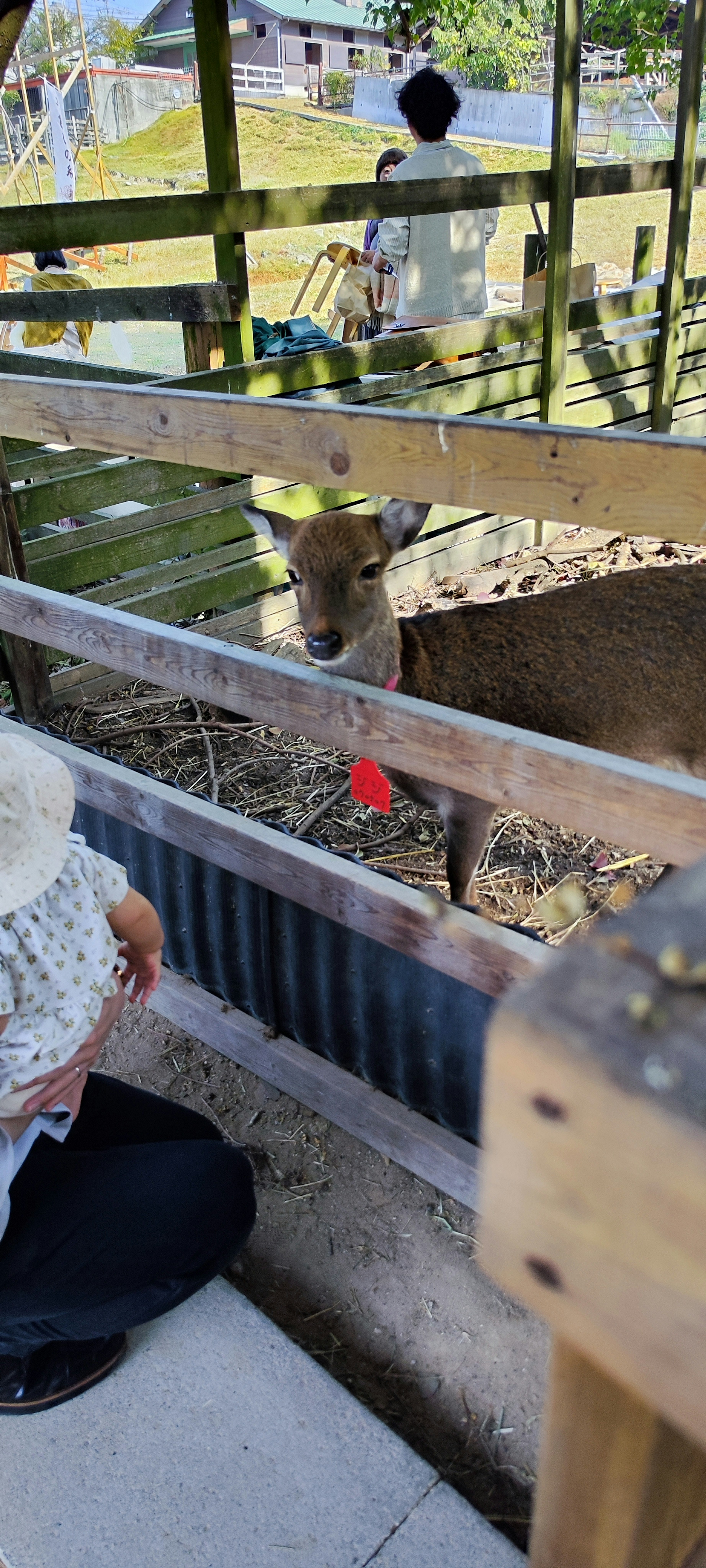 Una persona interactuando con un ciervo en un recinto zoológico