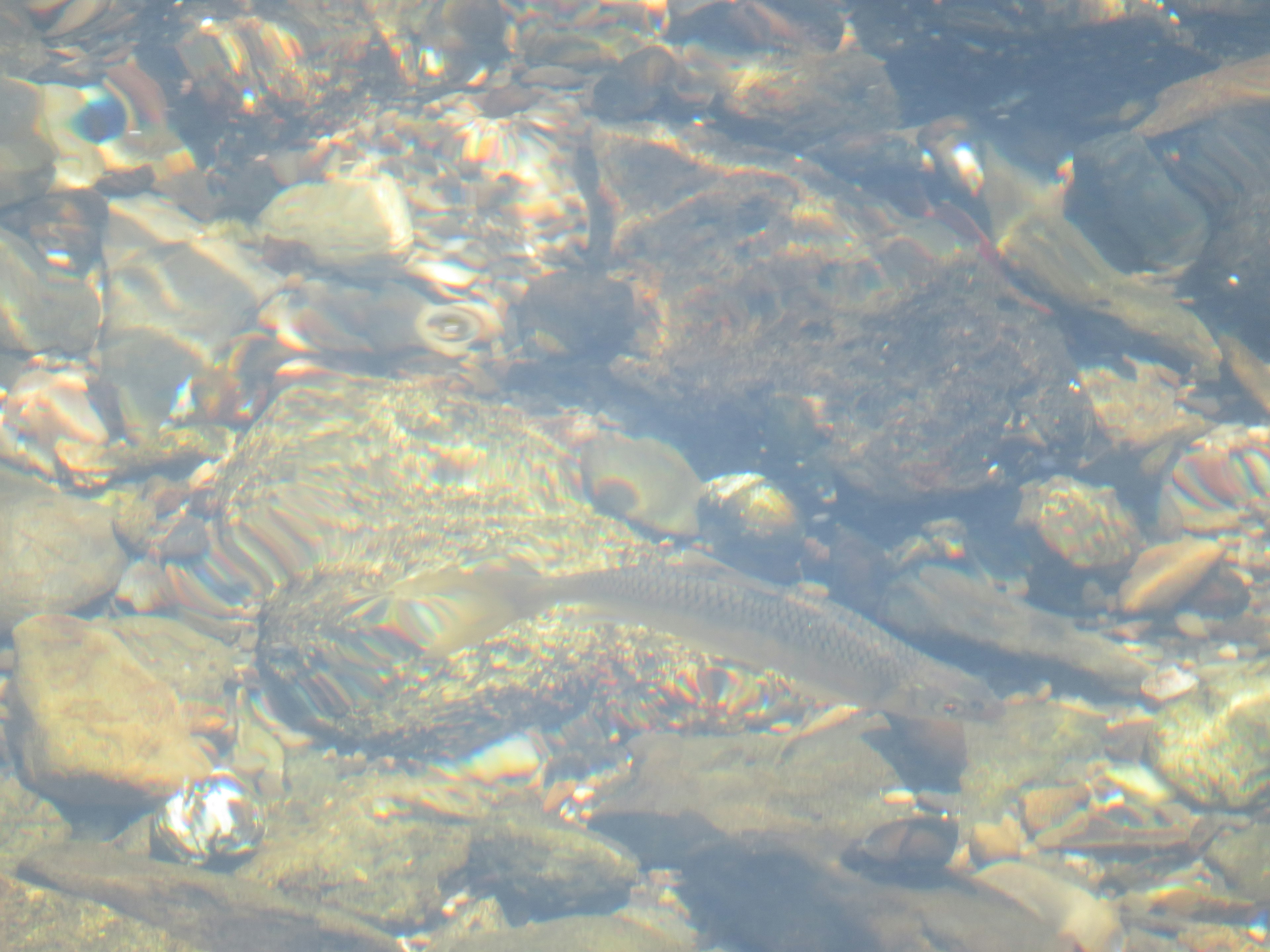 Clear water revealing rocks and stones beneath the surface