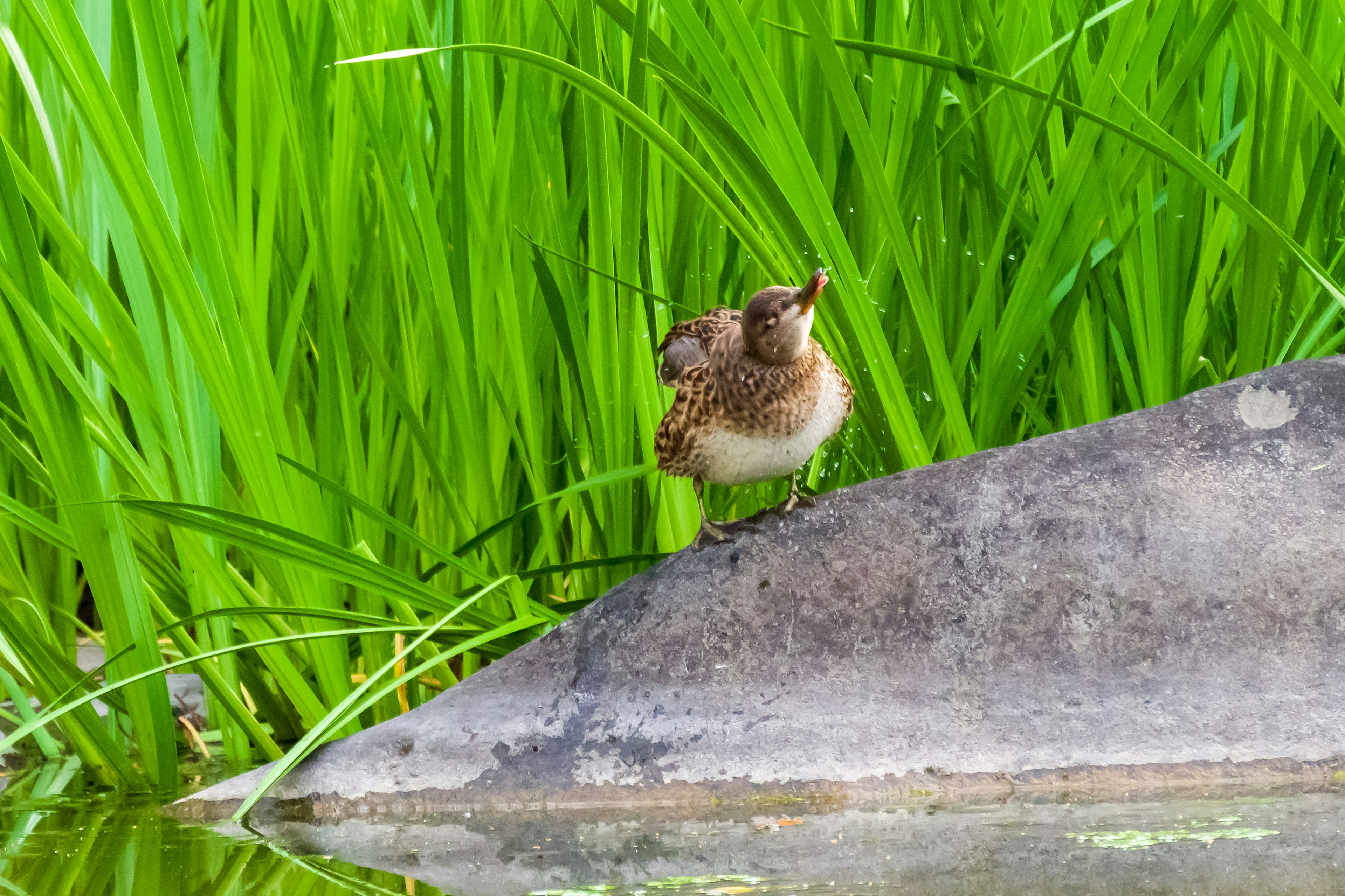 A small bird perched on a stone near lush green grass