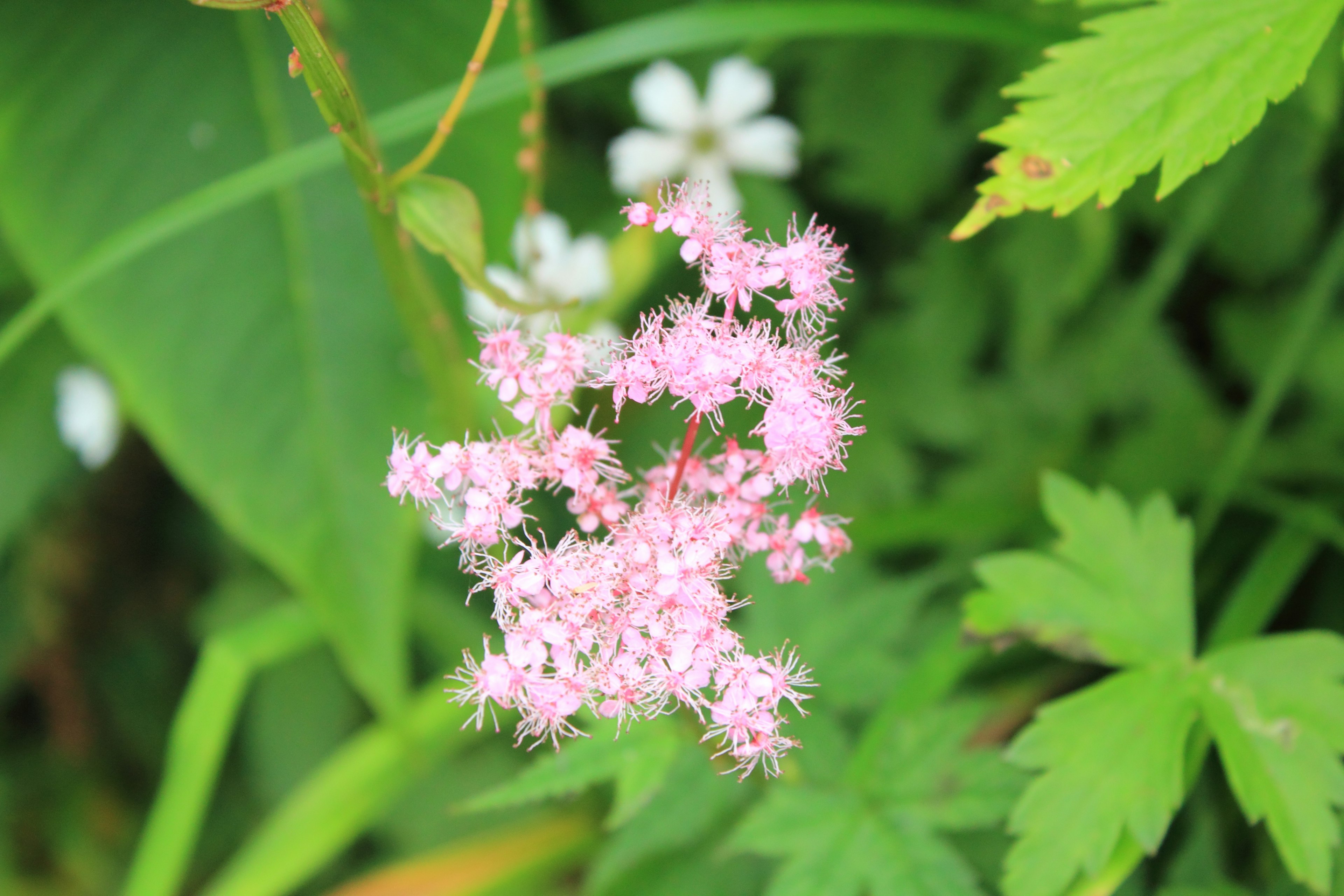 Close-up of a pink flower with green leaves