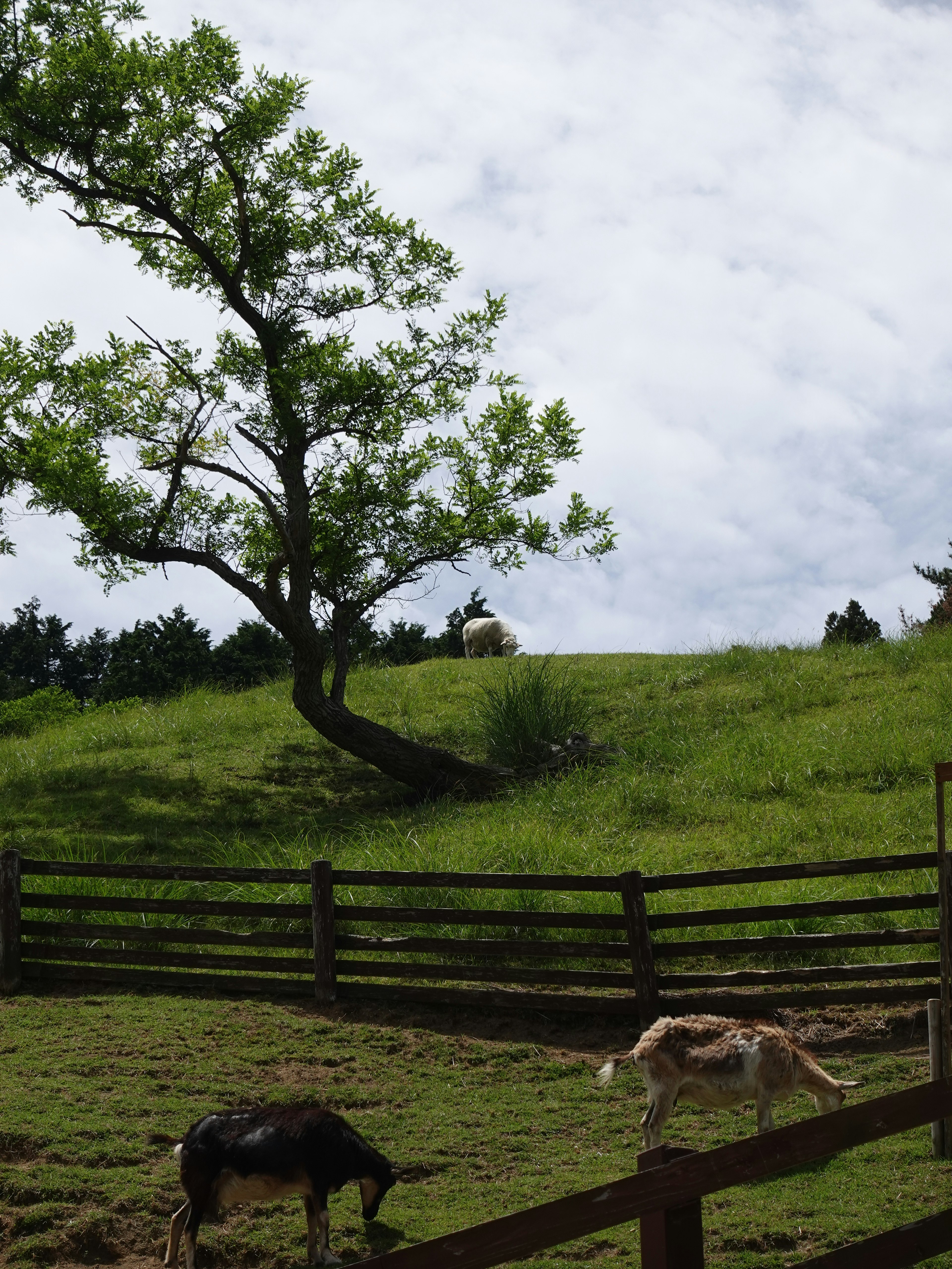 A scenic view of goats and sheep grazing near a green meadow and tree