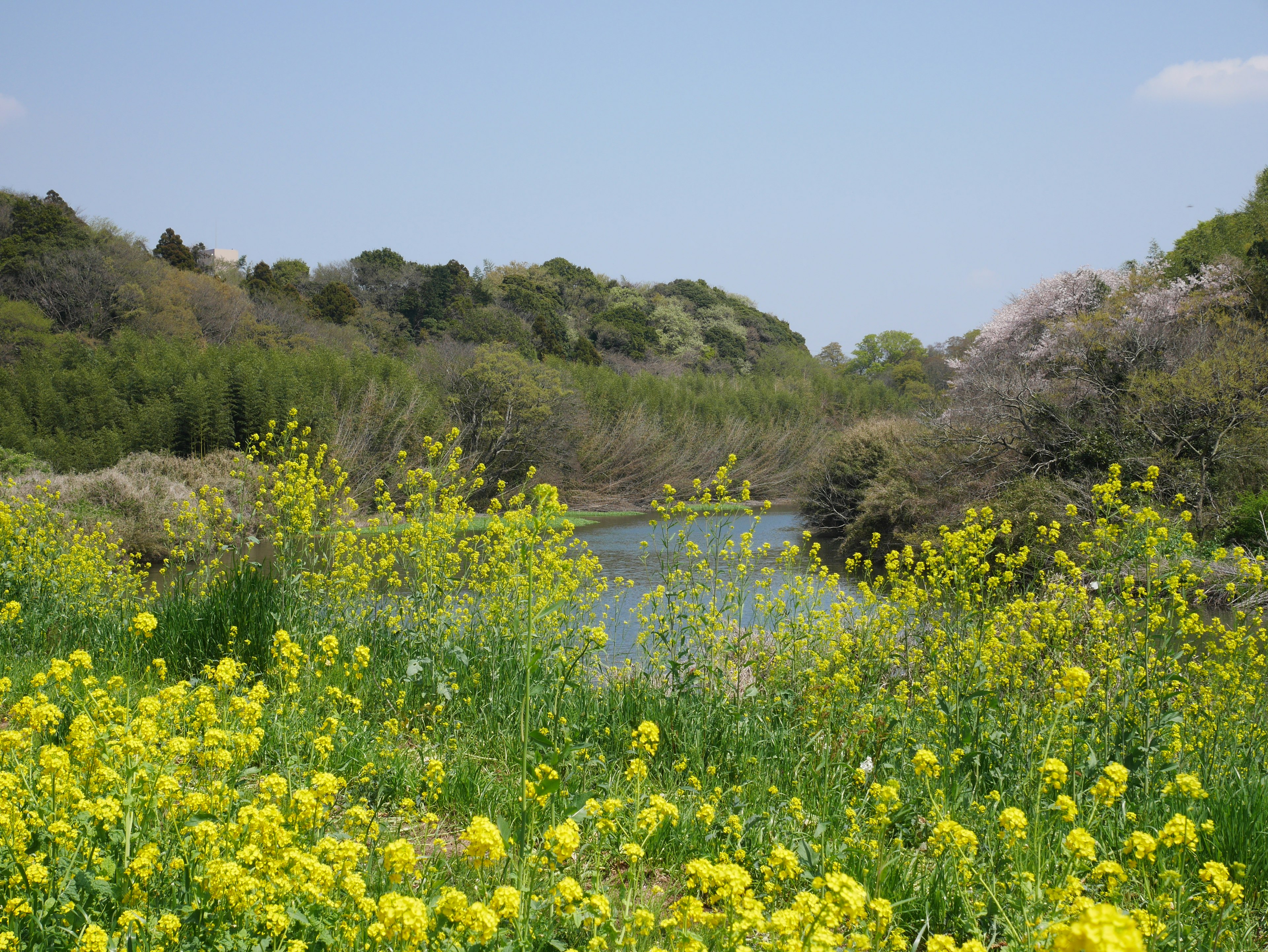 Vista escénica de flores amarillas cerca de un río rodeado de vegetación exuberante