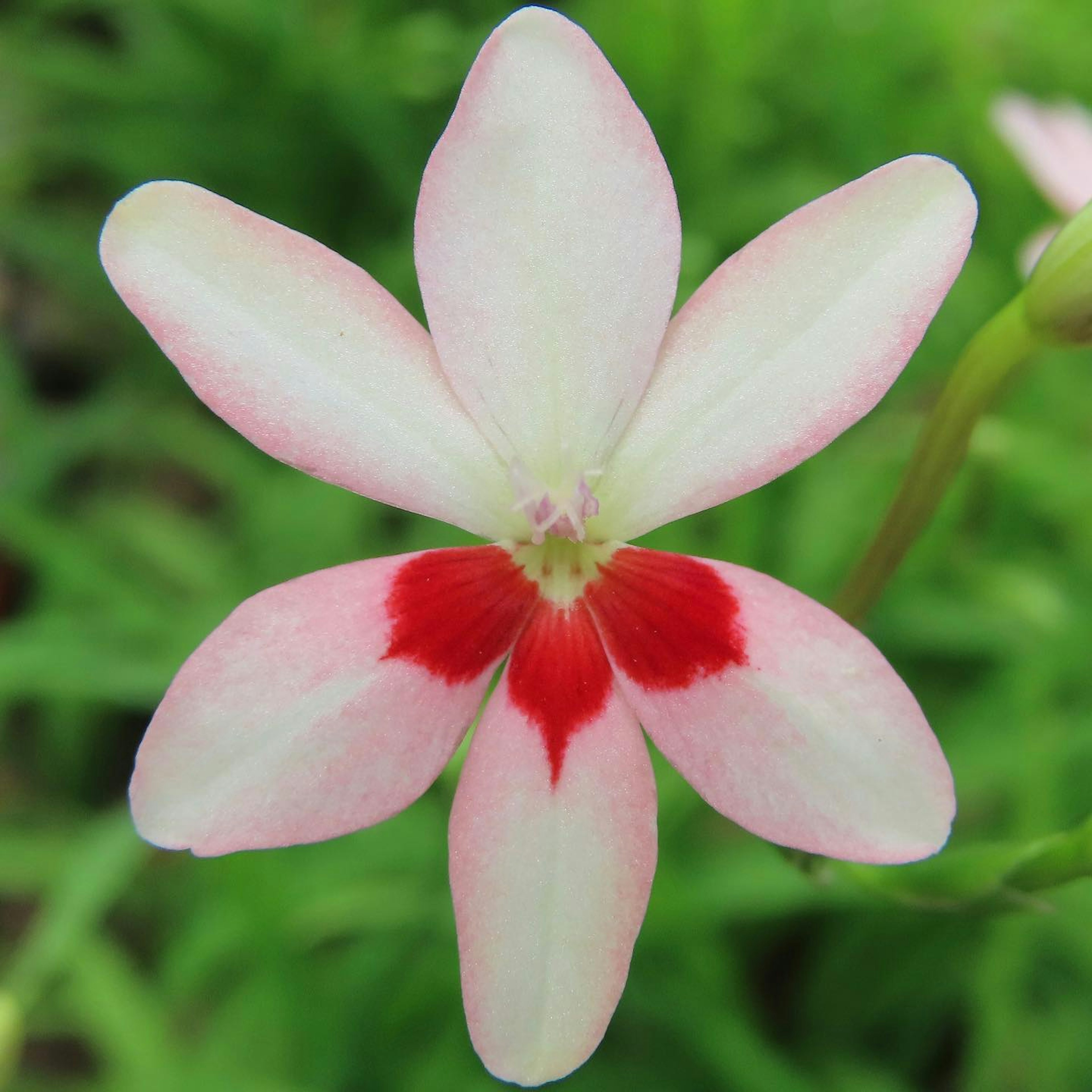 Primo piano di un bel fiore con petali bianchi e rossi