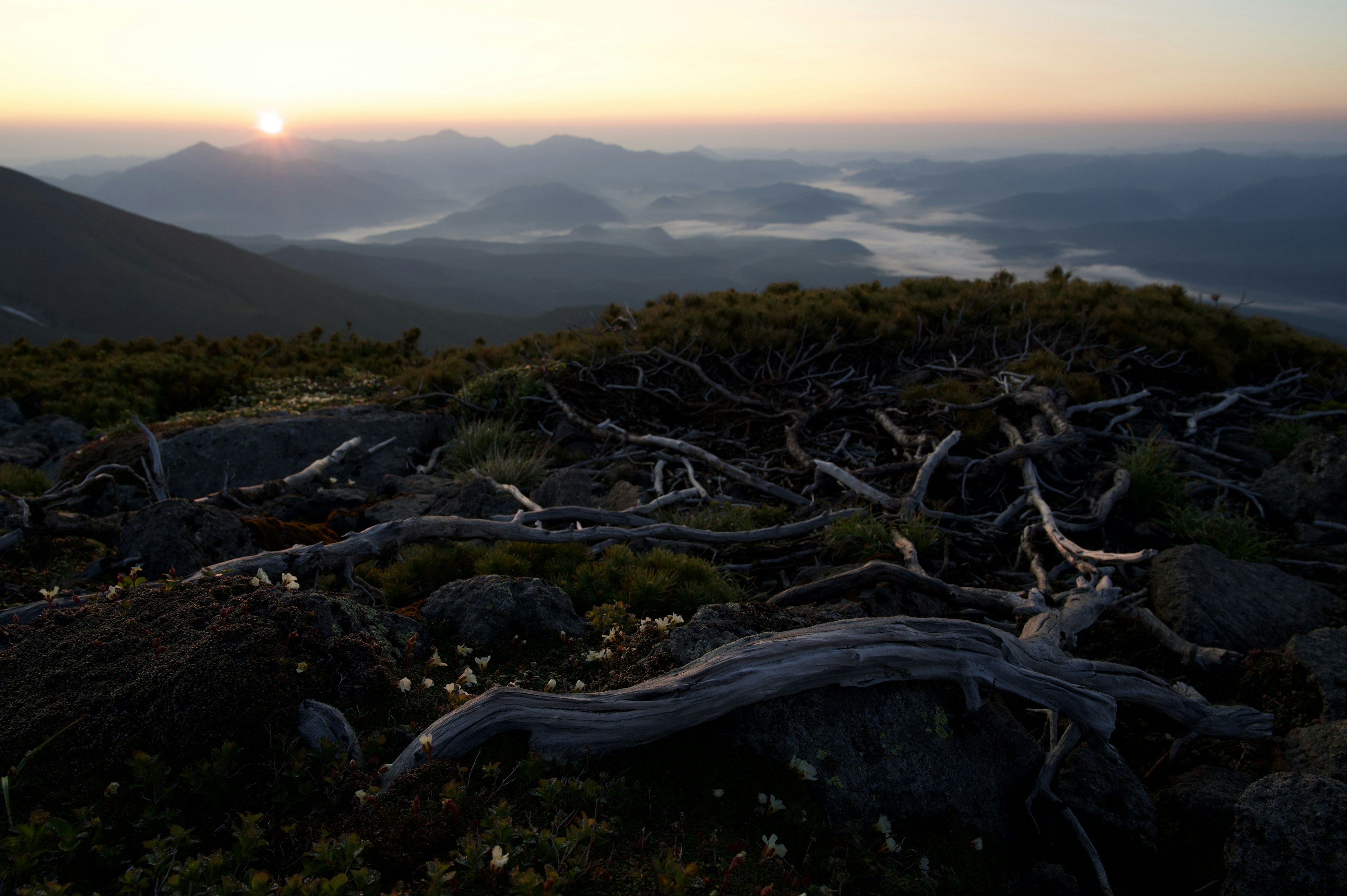 Paysage montagneux au lever du soleil avec des racines d'arbres anciennes au sol