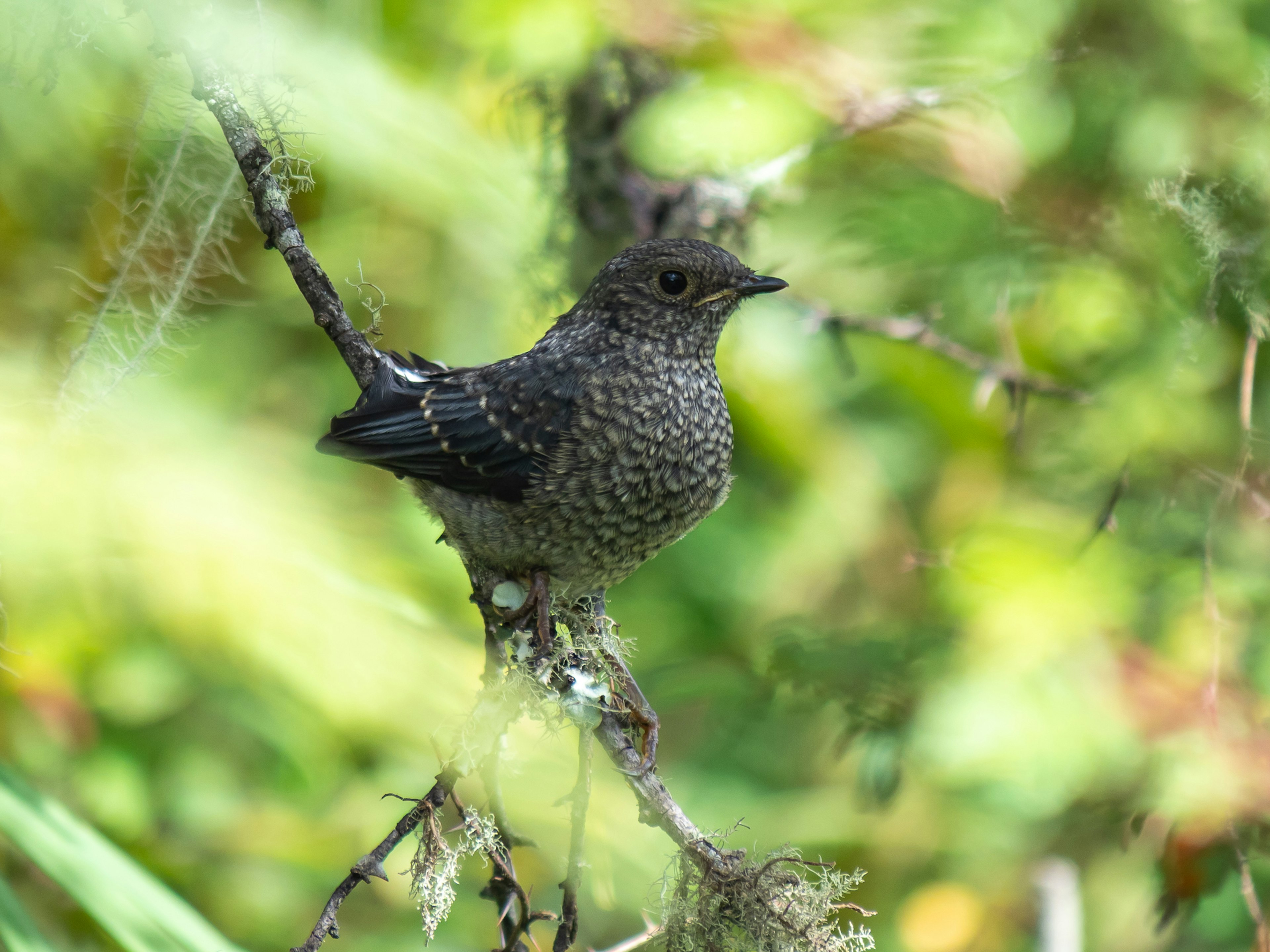 Seekor burung kecil bertengger di dahan dengan latar belakang hijau