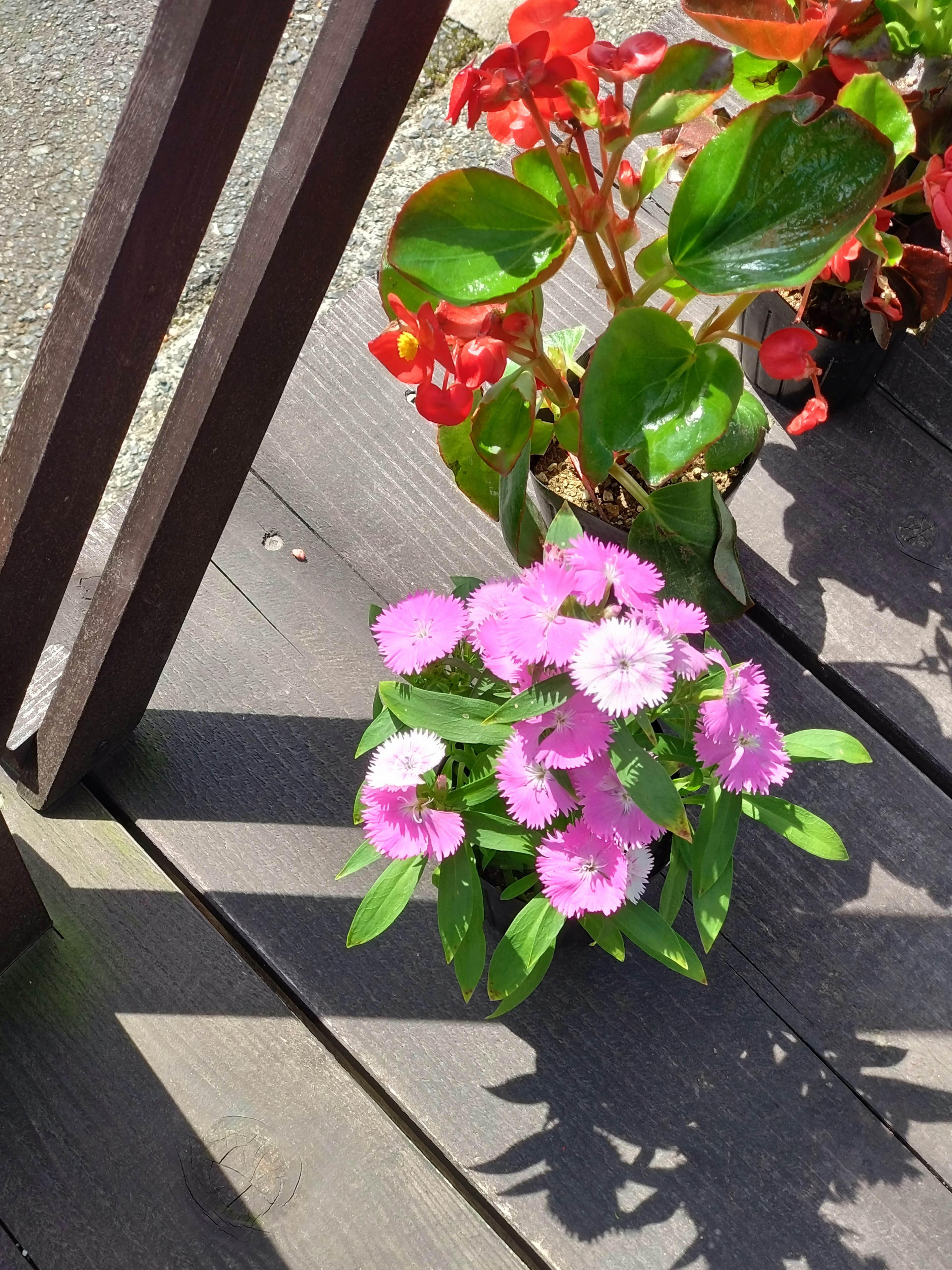 木製デッキの上に置かれたピンクの花と赤い花の鉢