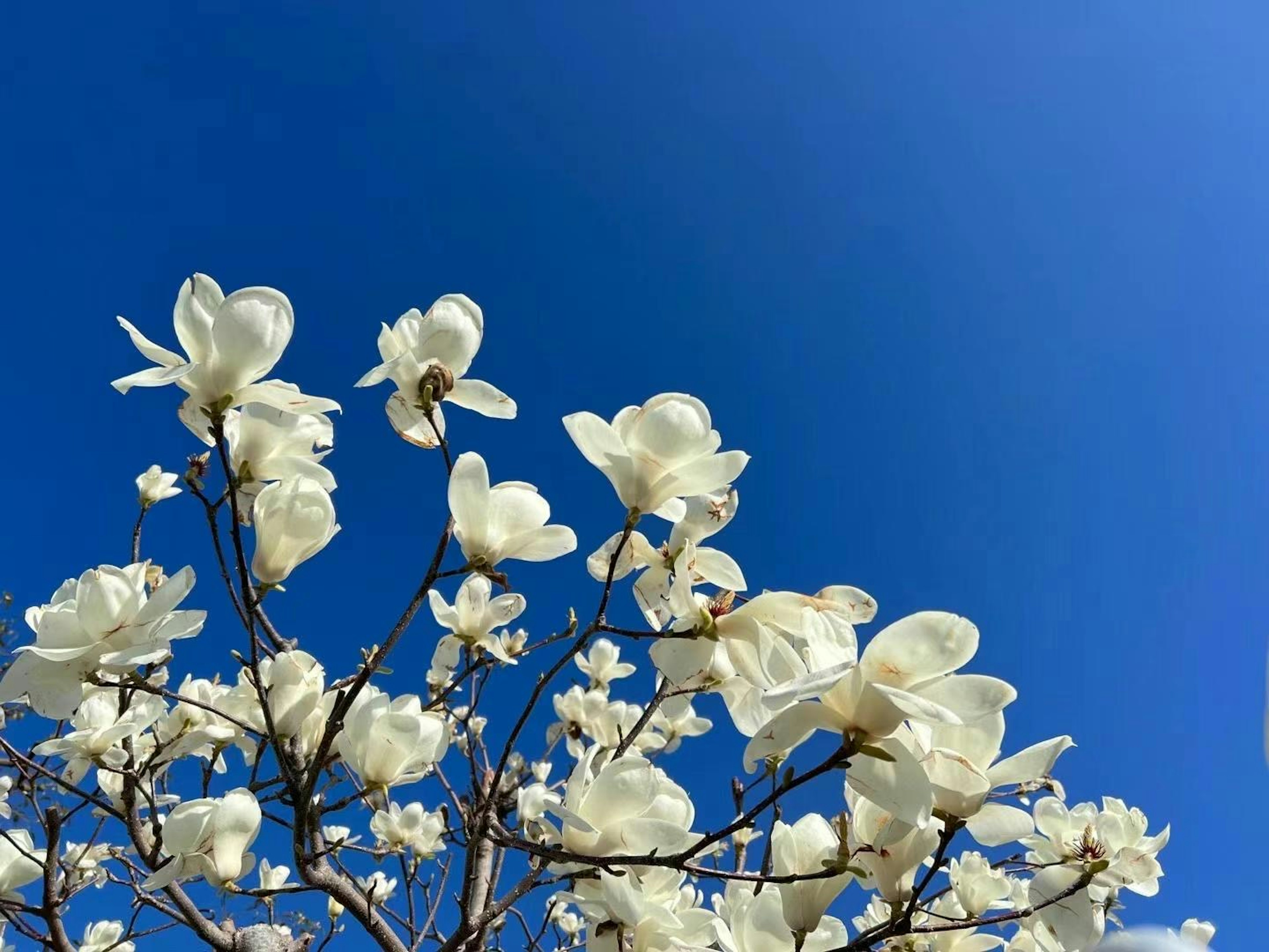 White magnolia flowers blooming against a blue sky