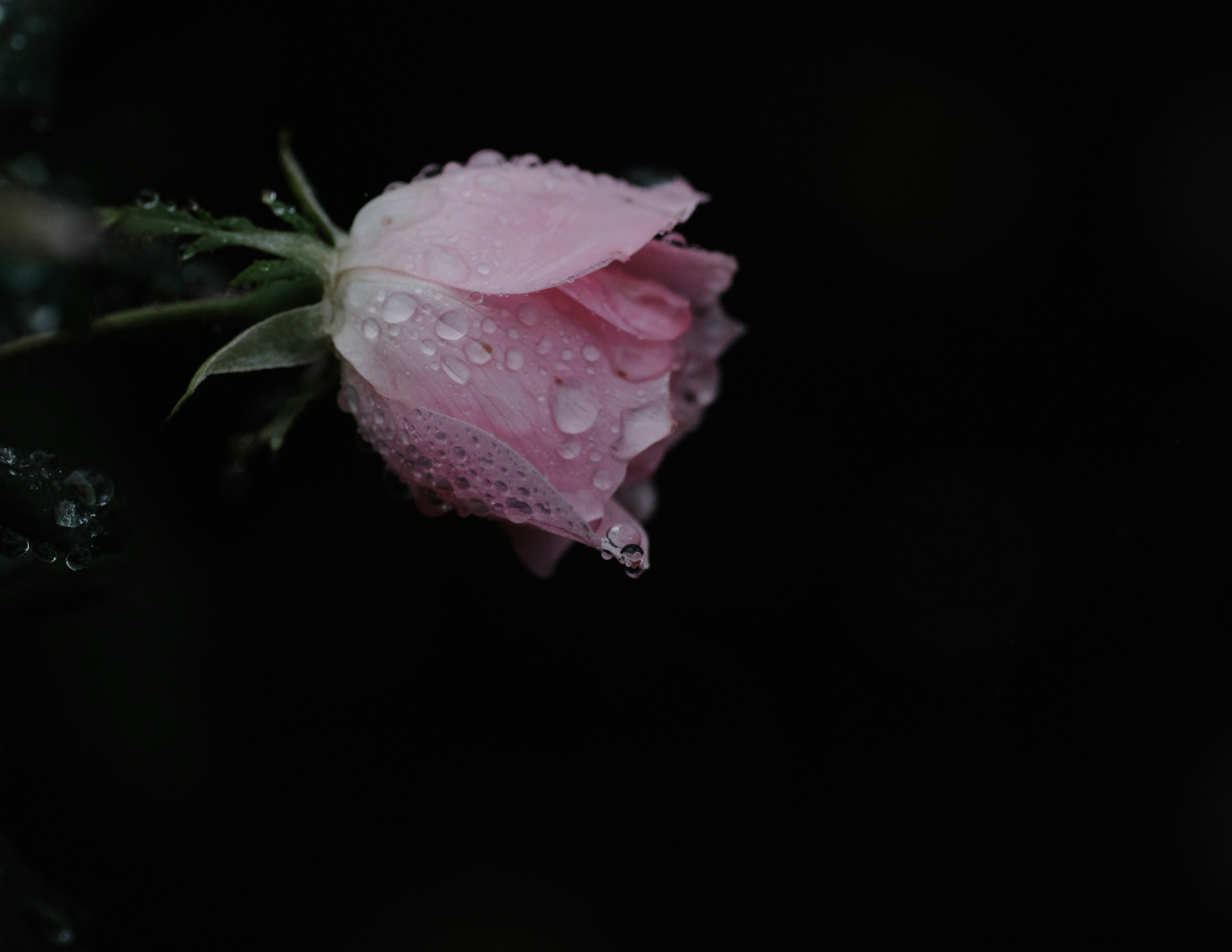 一朵帶有雨滴的粉色花朵在黑色背景上