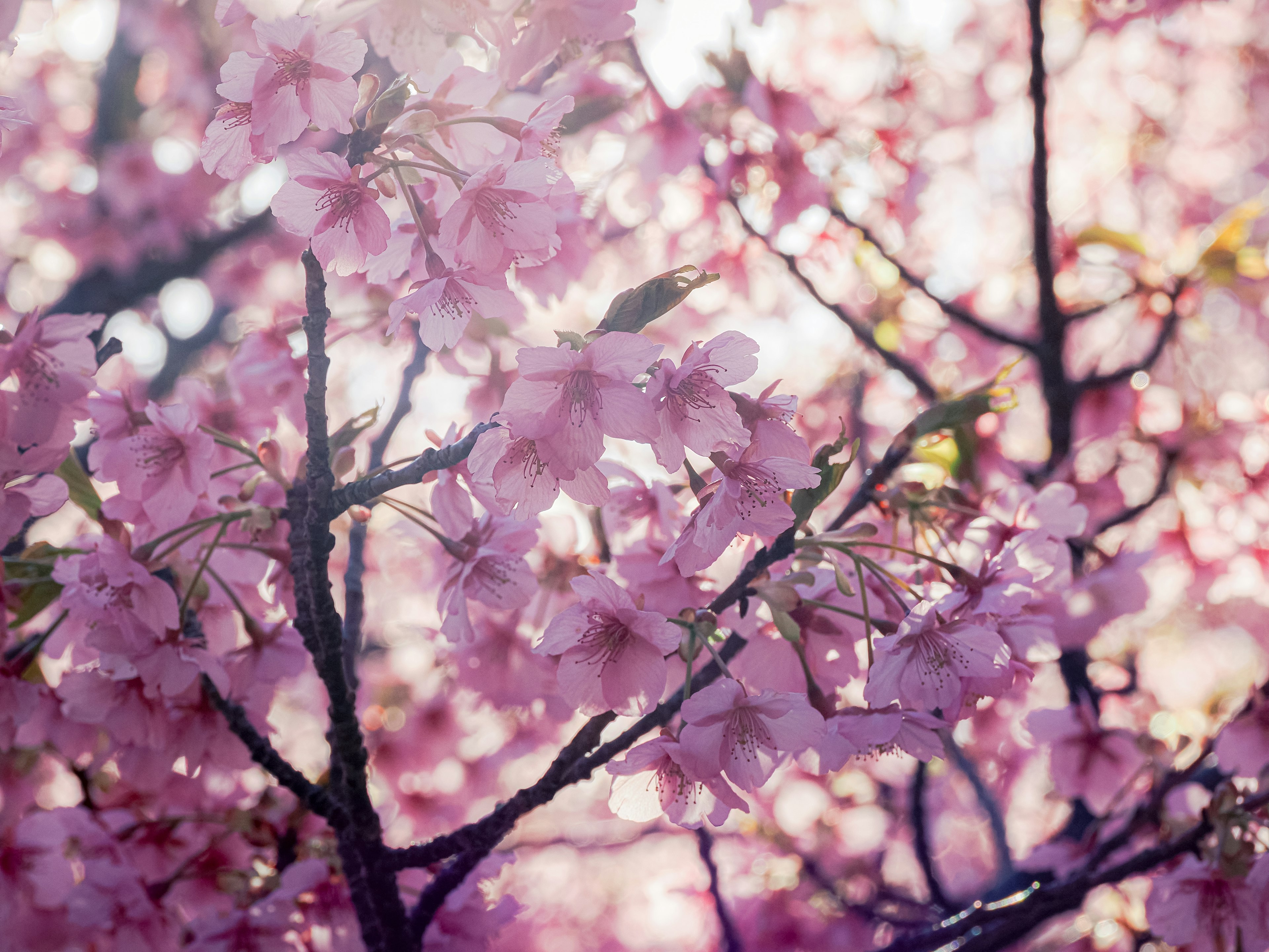 Close-up of cherry blossom branches with soft pink petals and a bright background