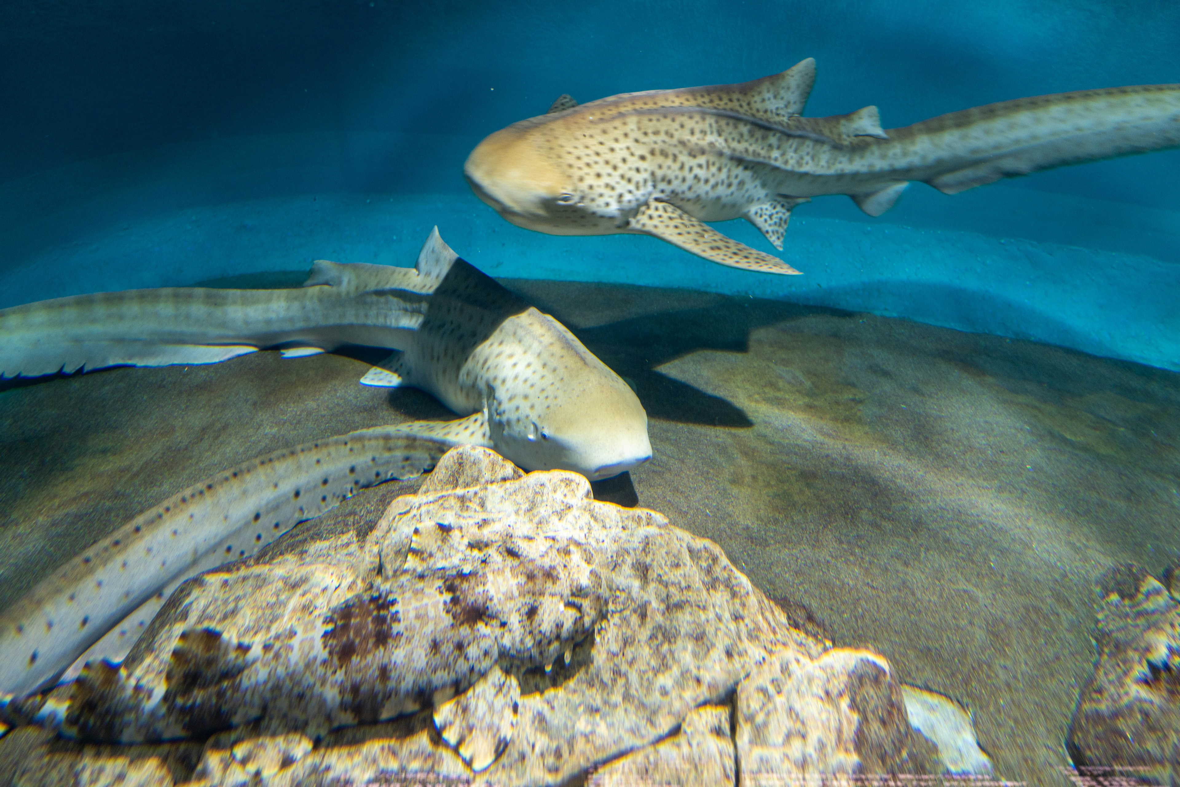 Scene of sharks swimming underwater with visible rocks and sandy bottom