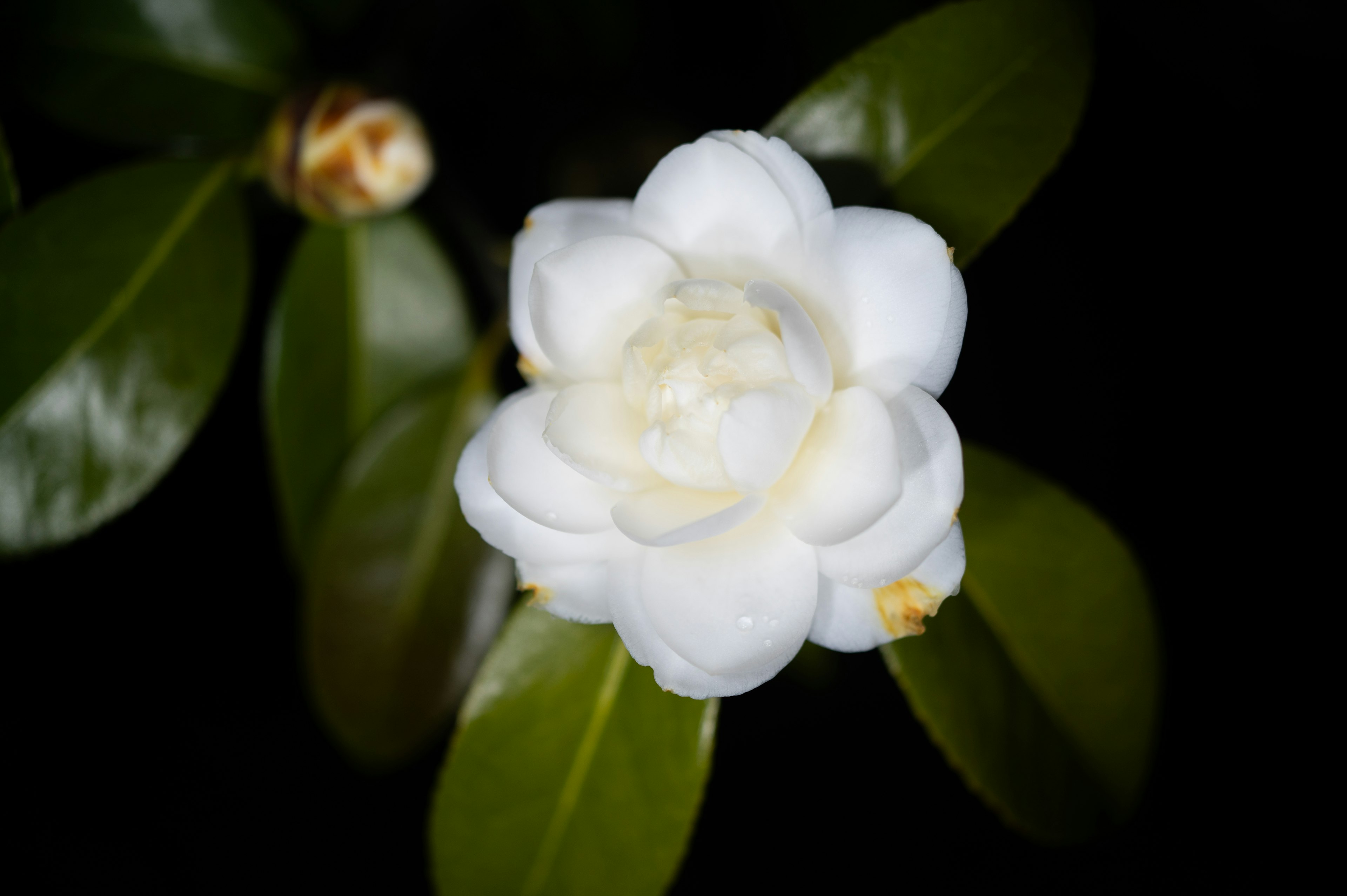 Close-up of a white flower with green leaves