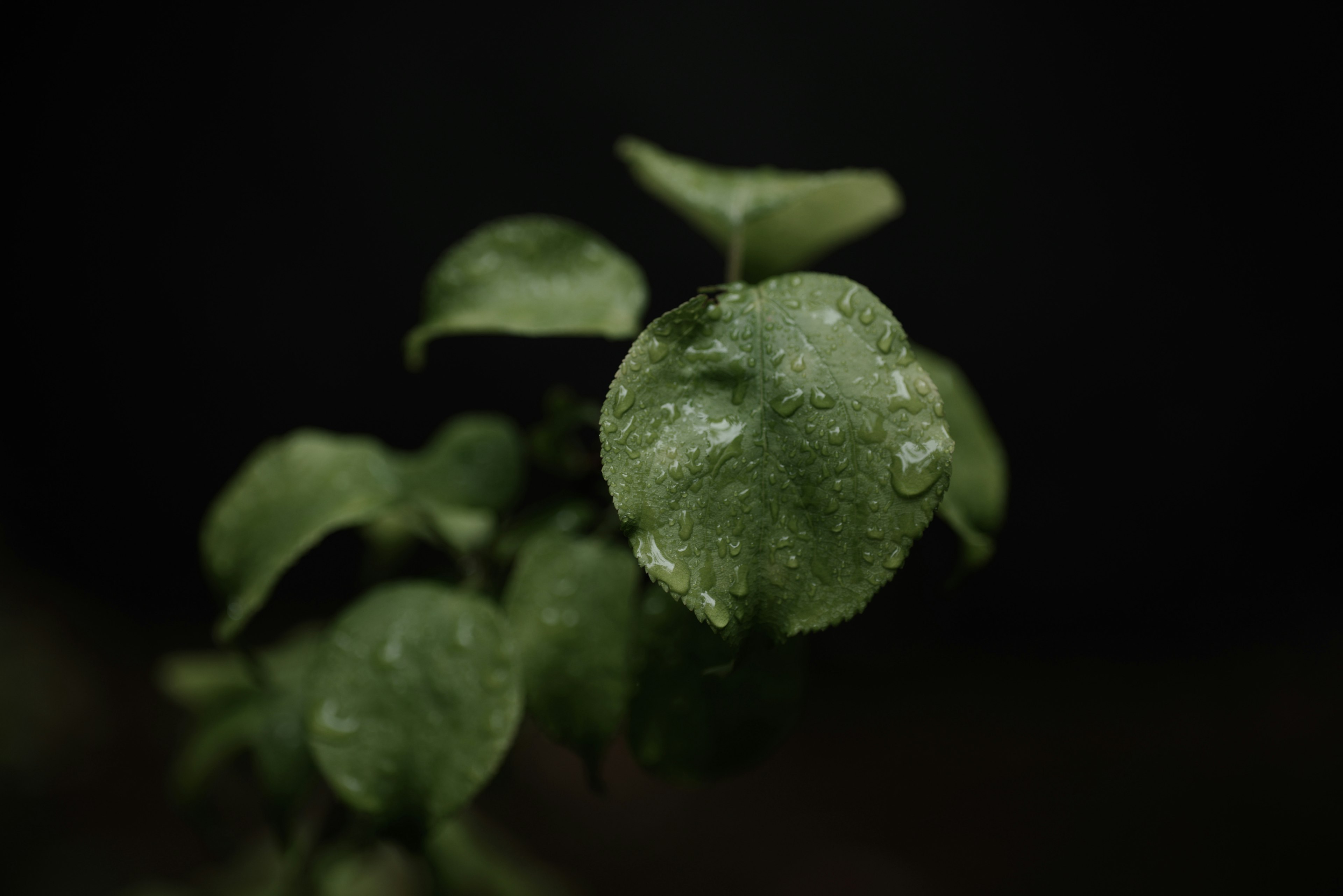 Primer plano de hojas verdes con gotas de agua