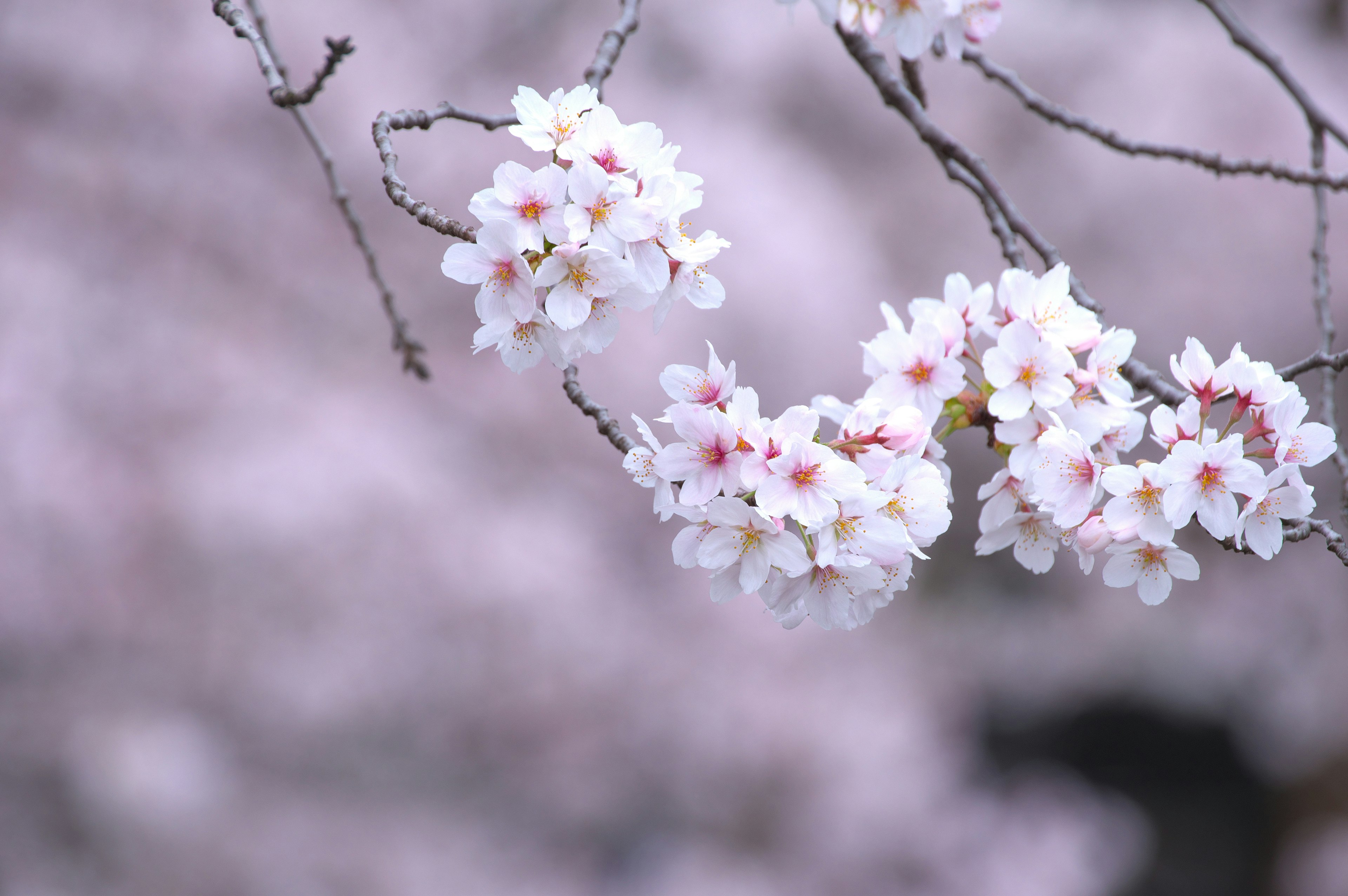 Close-up bunga sakura di cabang dengan latar belakang merah muda lembut