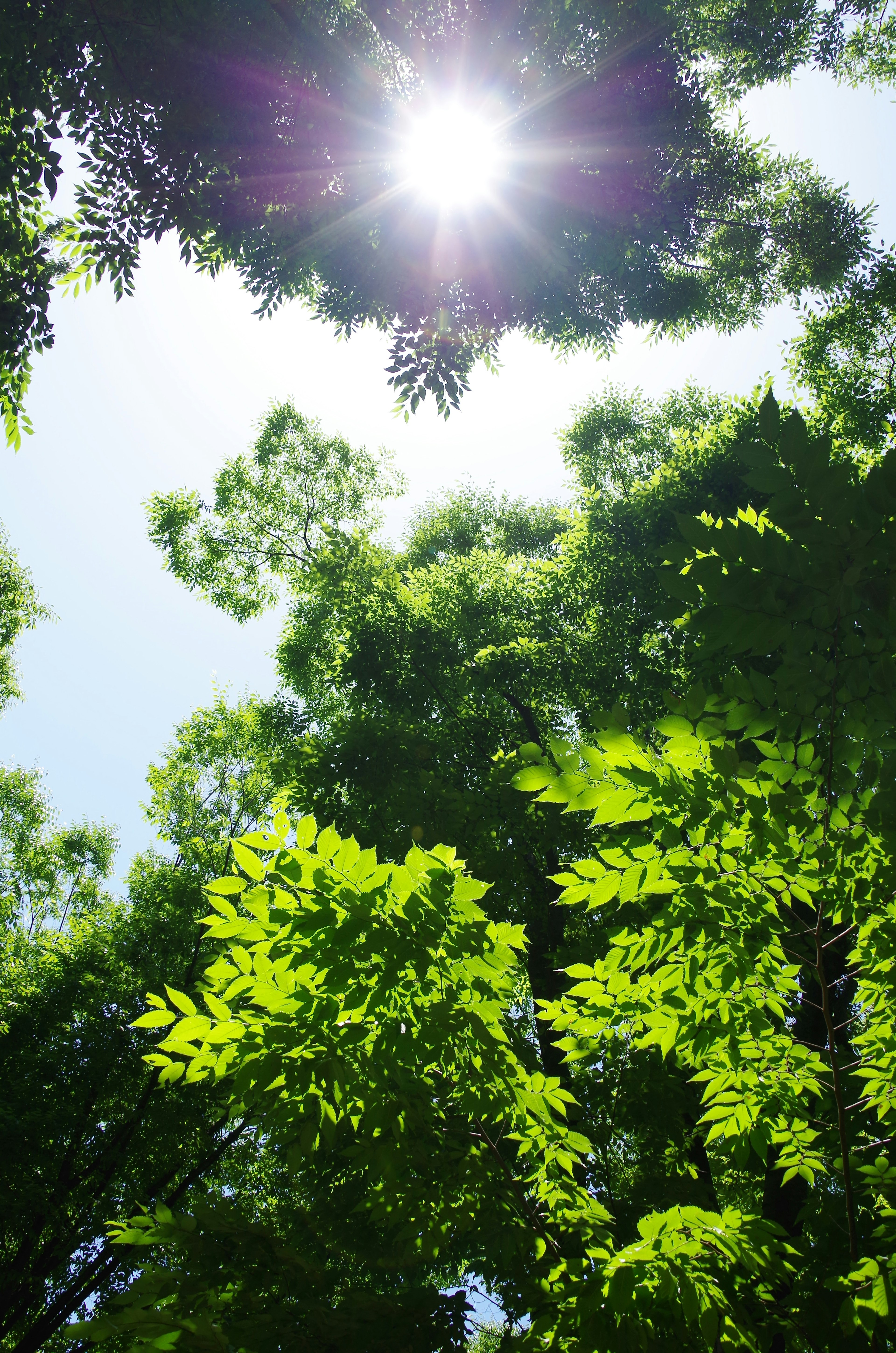 Sonne, die durch üppige grüne Blätter und Bäume gegen den Himmel scheint