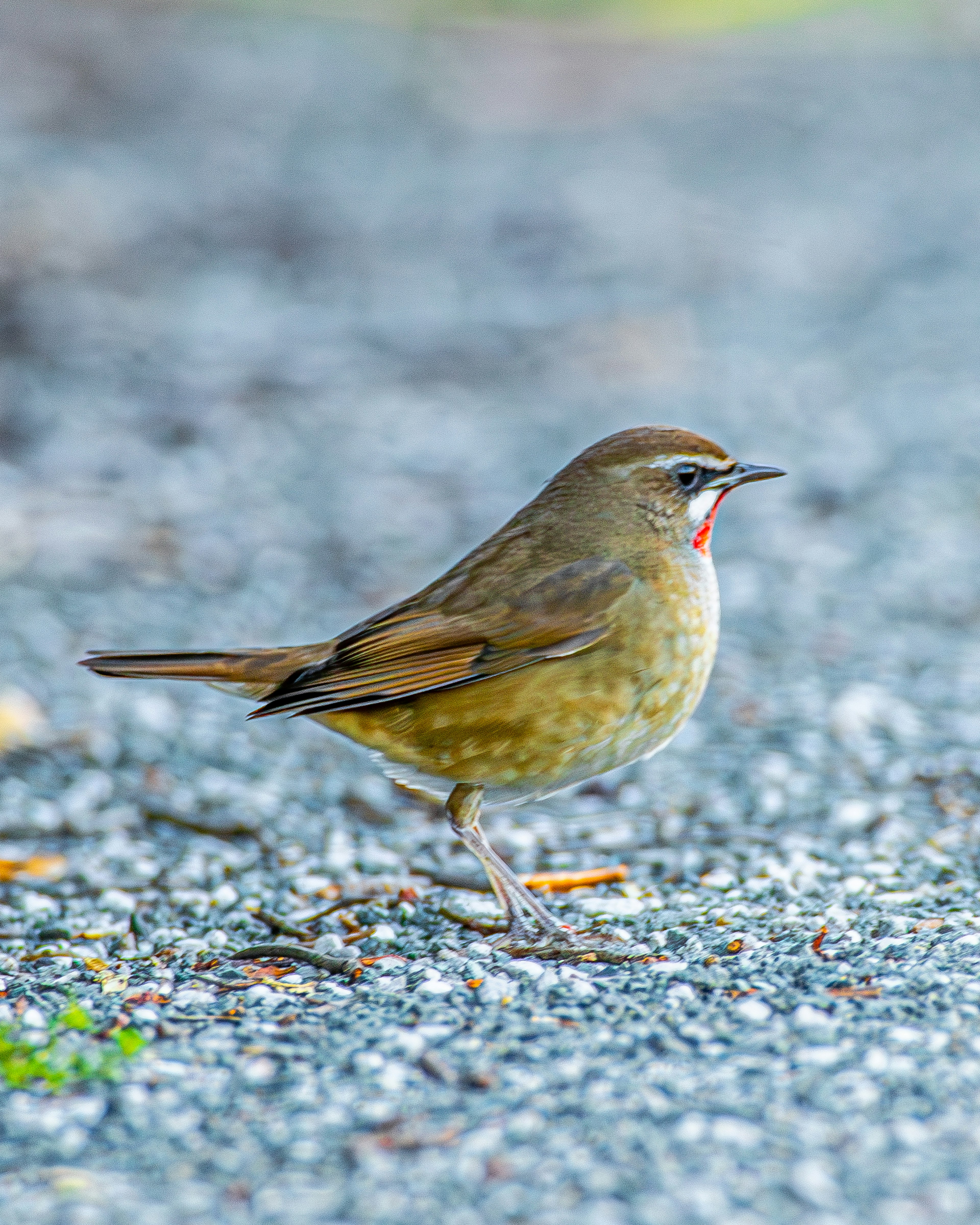 小さな鳥が道の上に立っている 鳥の羽色は茶色でお腹は薄い緑色