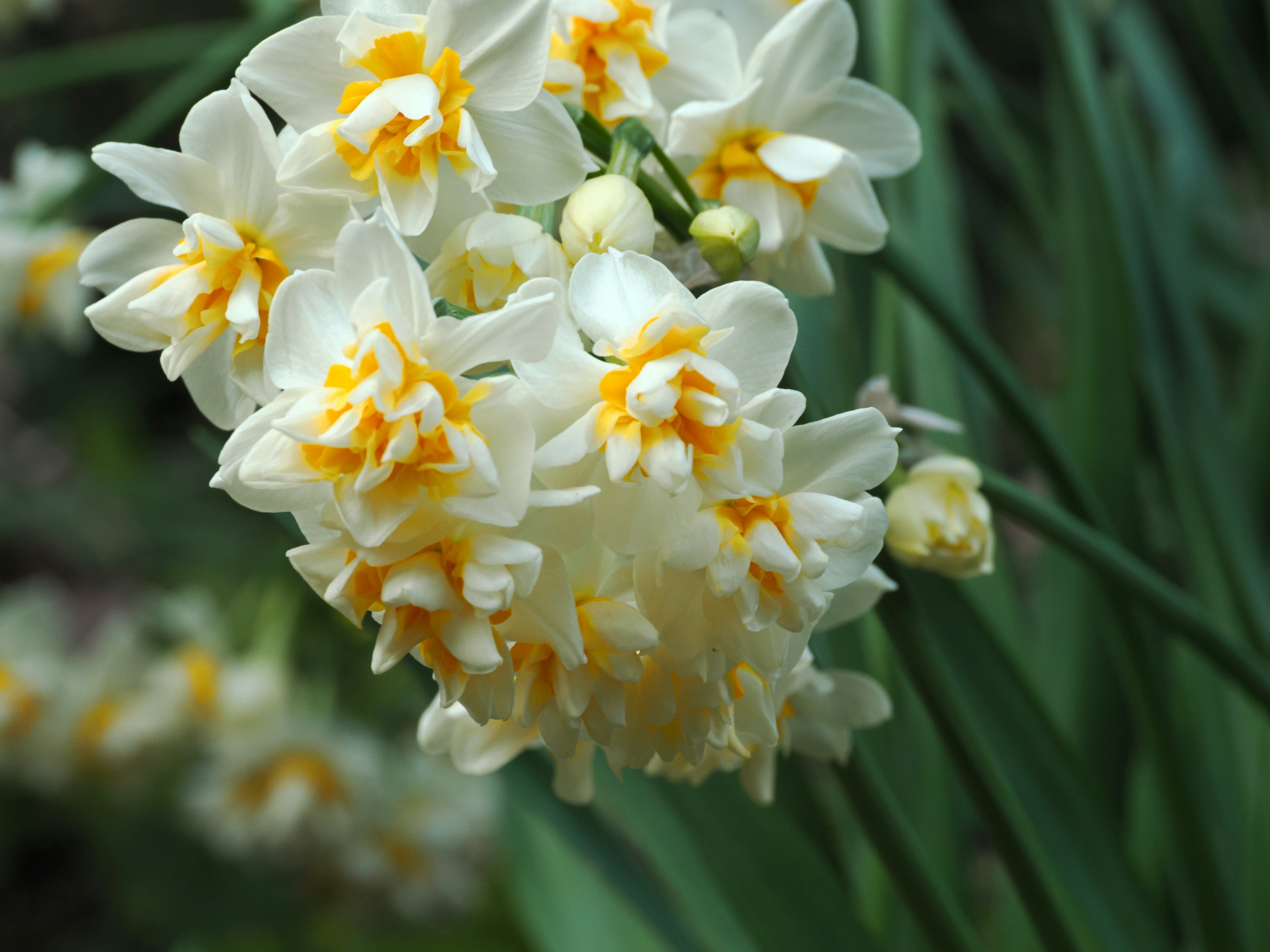 Close-up of white daffodils with orange centers