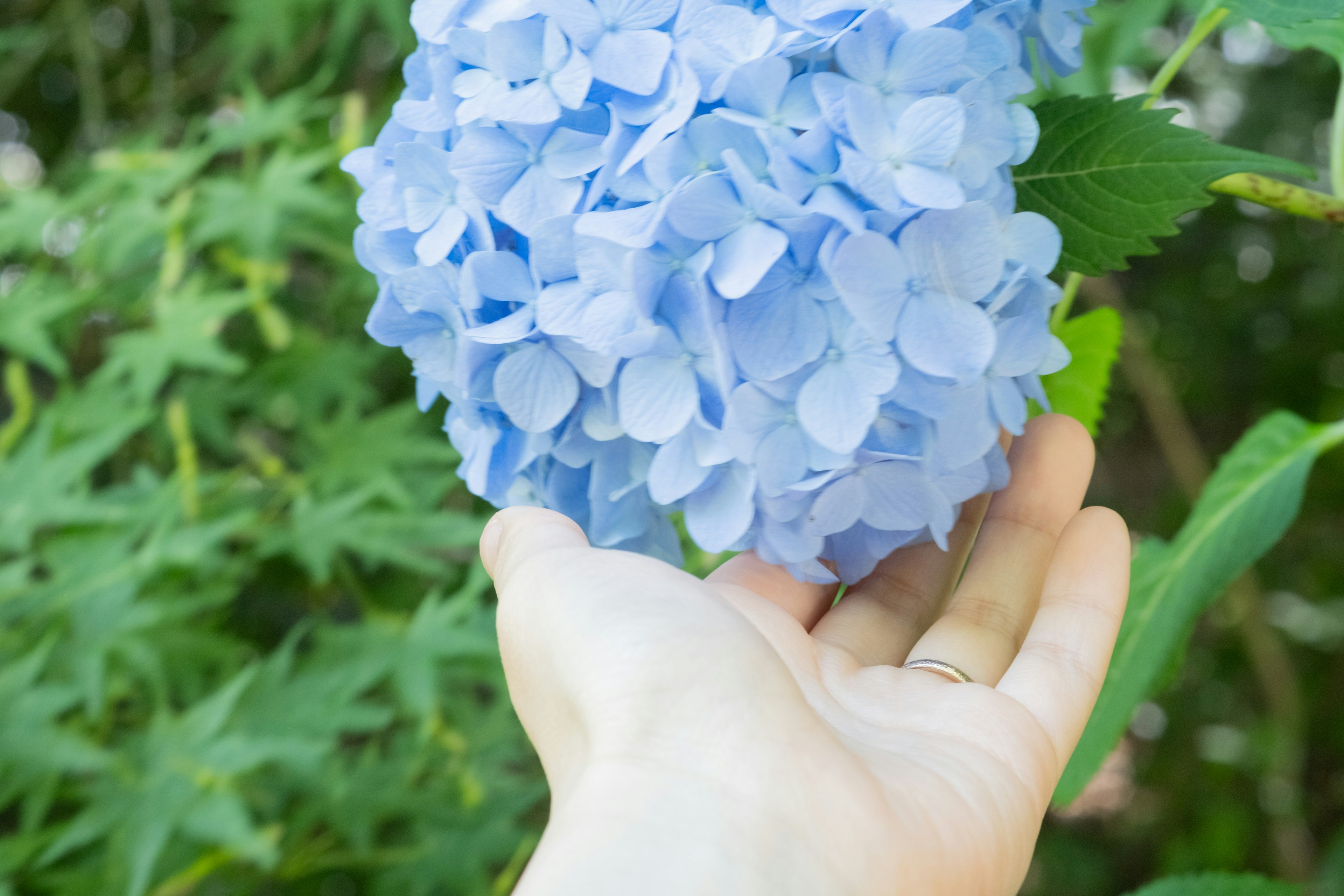 手に青い紫陽花の花がある