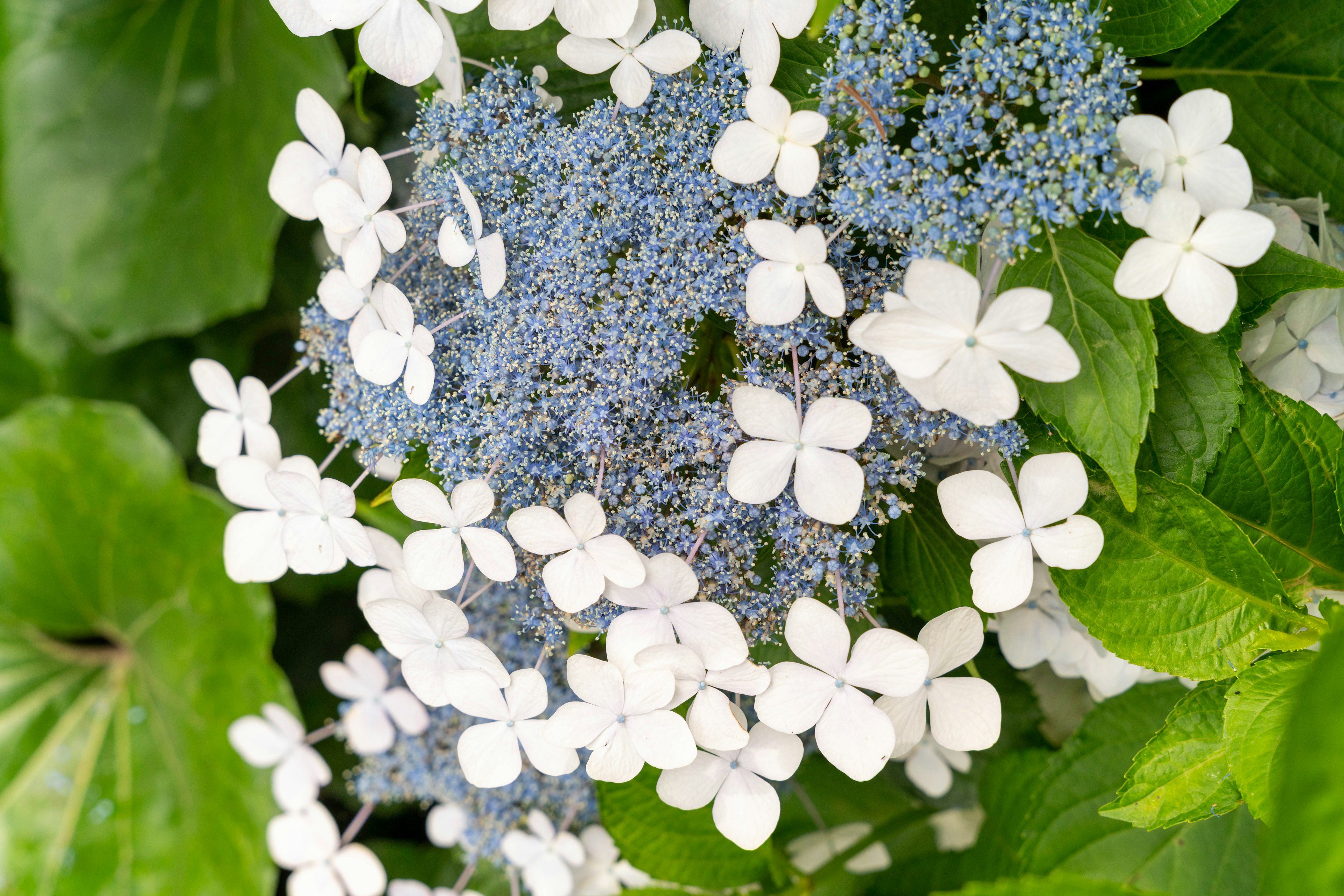 Bella pianta con fiori blu e bianchi