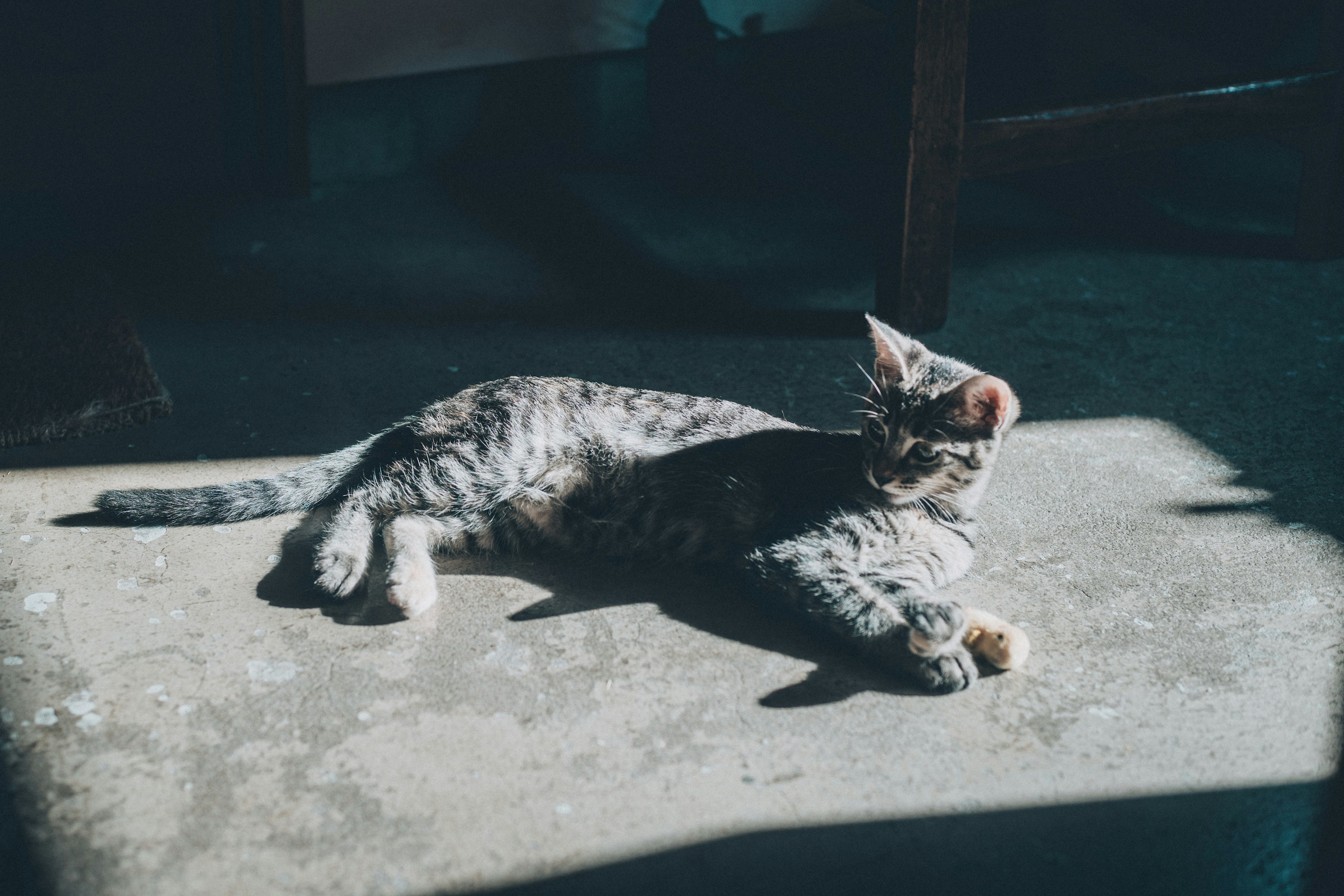 Chat gris allongé au soleil sur un sol en béton