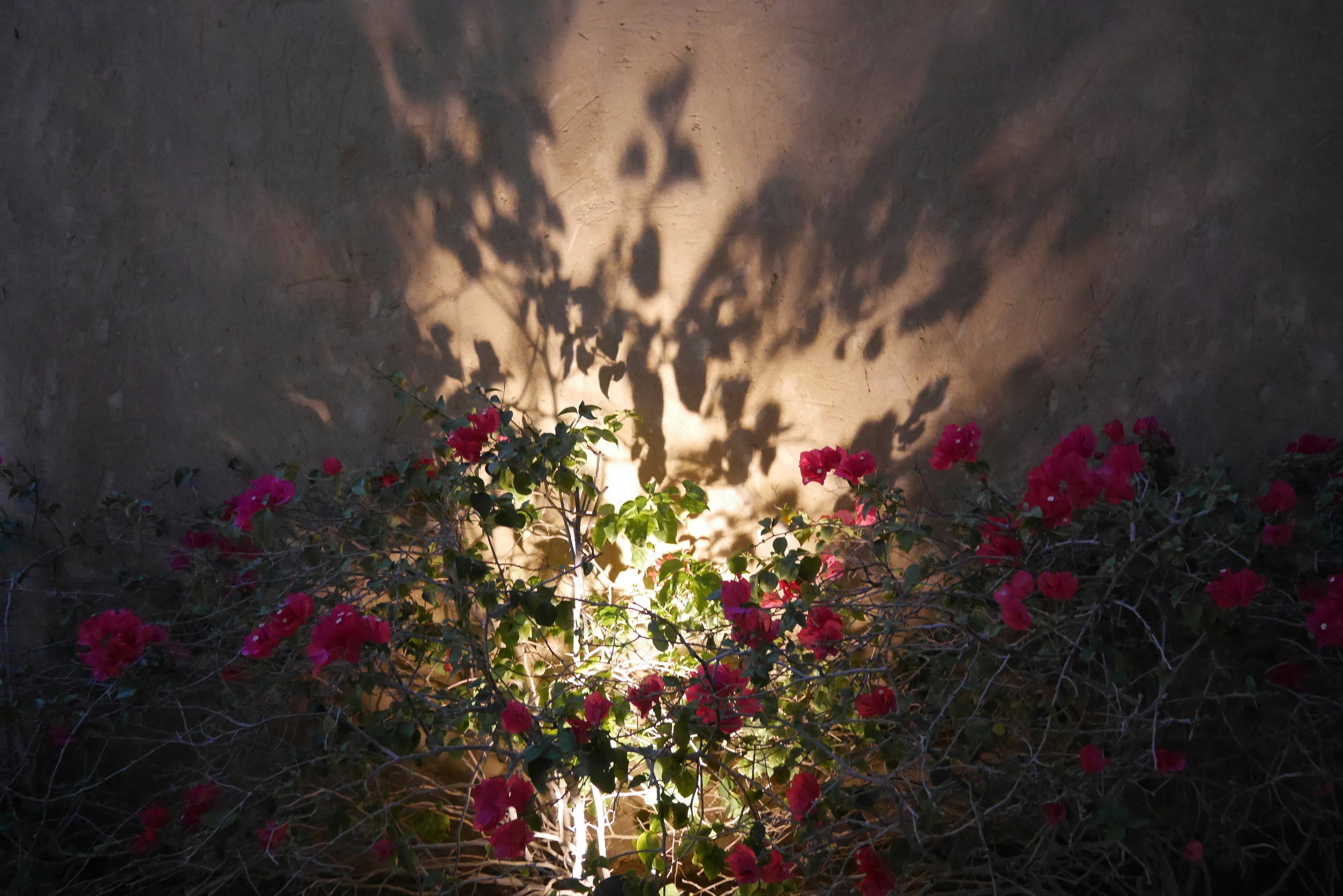 A beautiful scene featuring red flowers and striking shadows