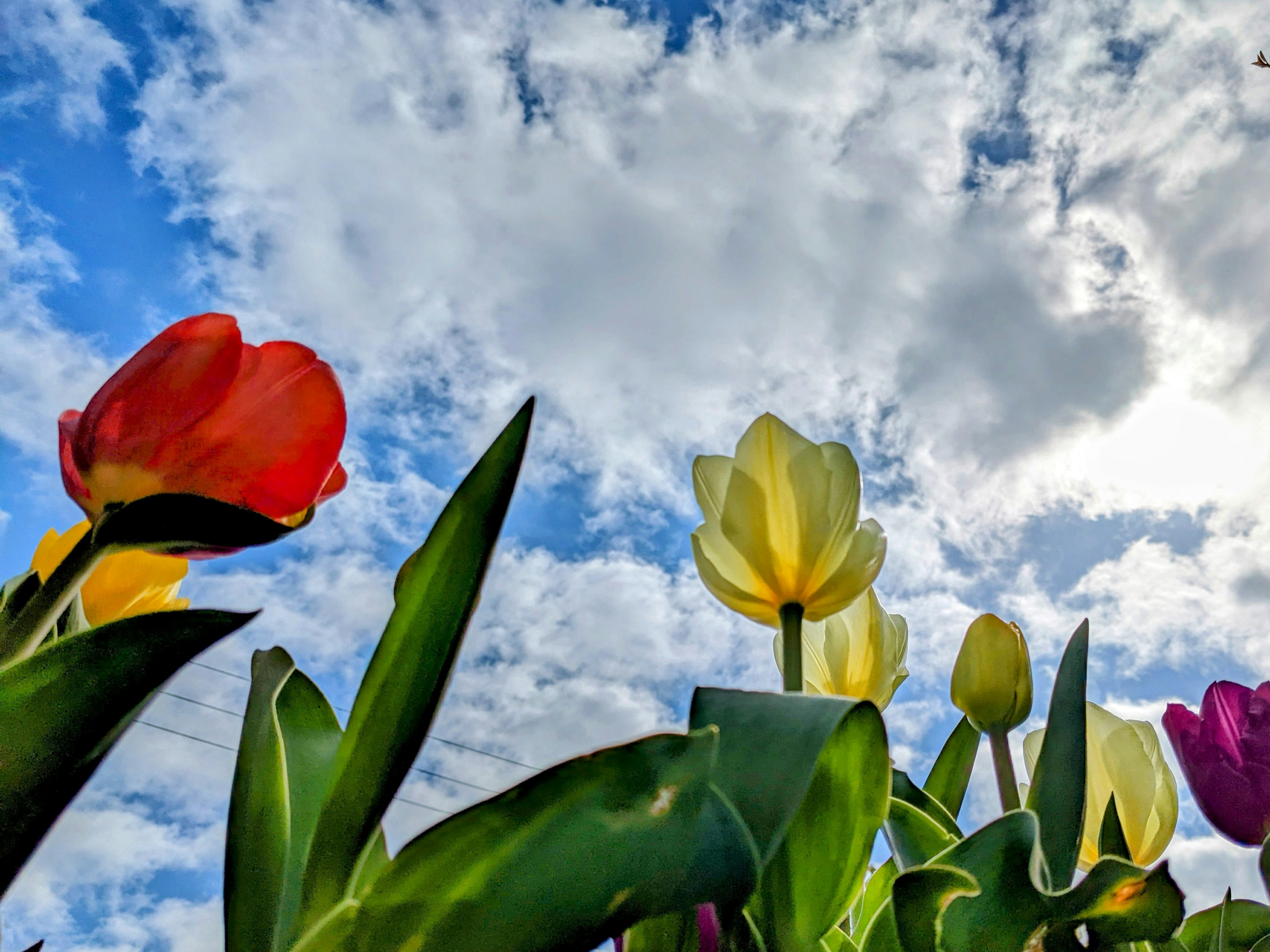 Bunte Tulpen vor einem blauen Himmel