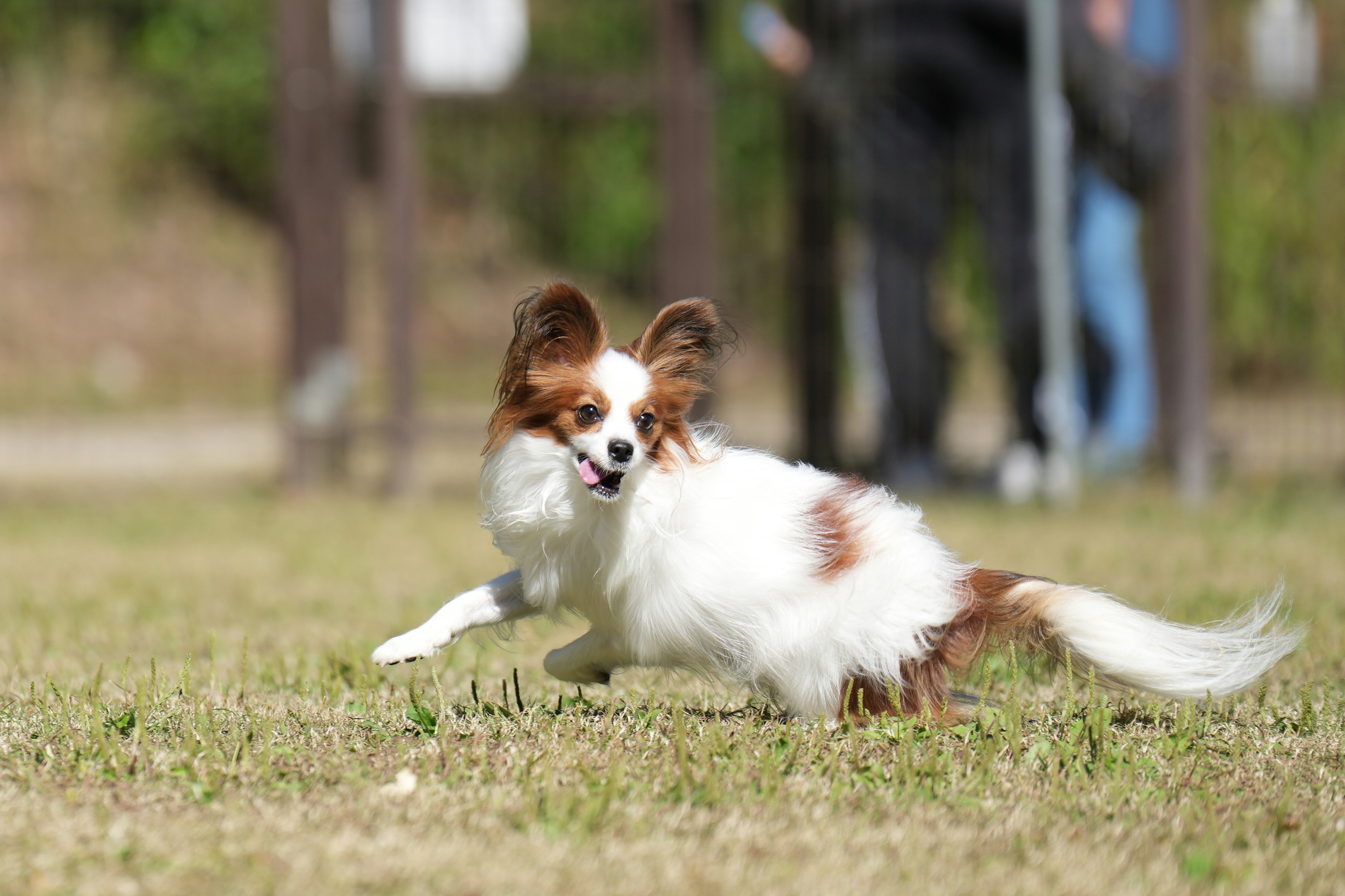 Seekor anjing Papillon yang ceria dengan bulu putih dan coklat berlari di atas rumput