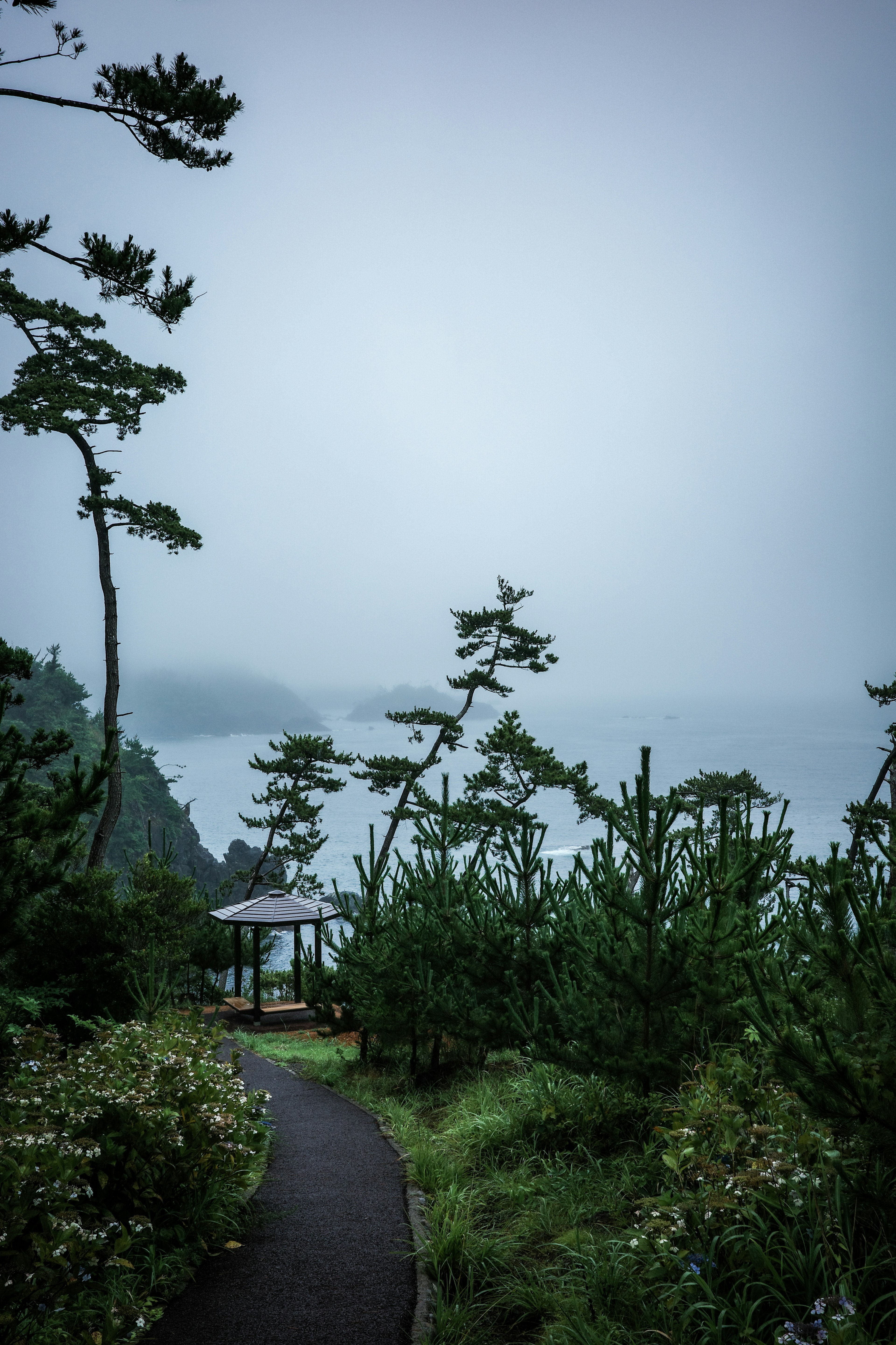 霧に包まれた海の眺めが広がる小道と木々