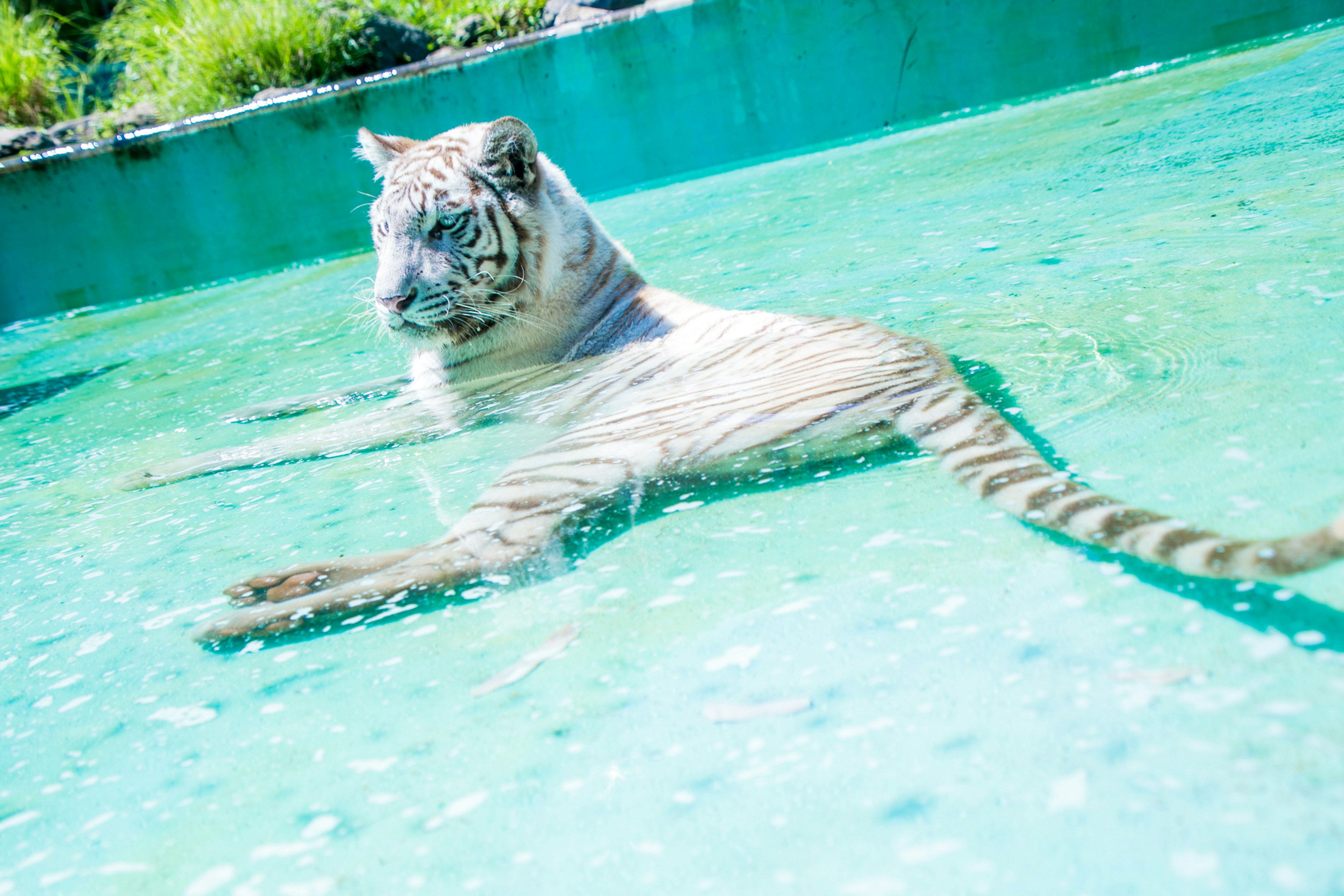 A white tiger lounging in clear water