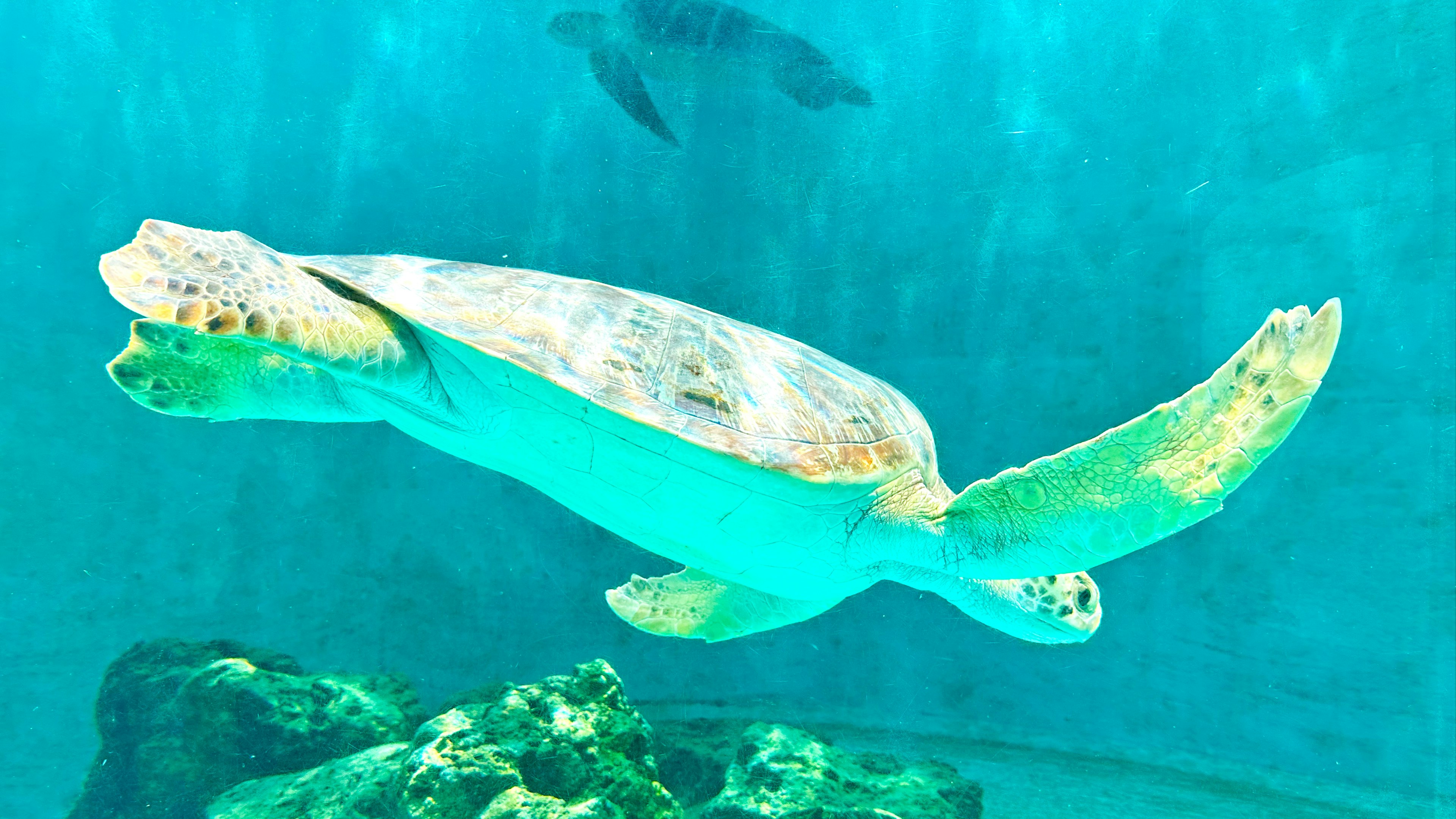 A vibrant sea turtle swimming underwater