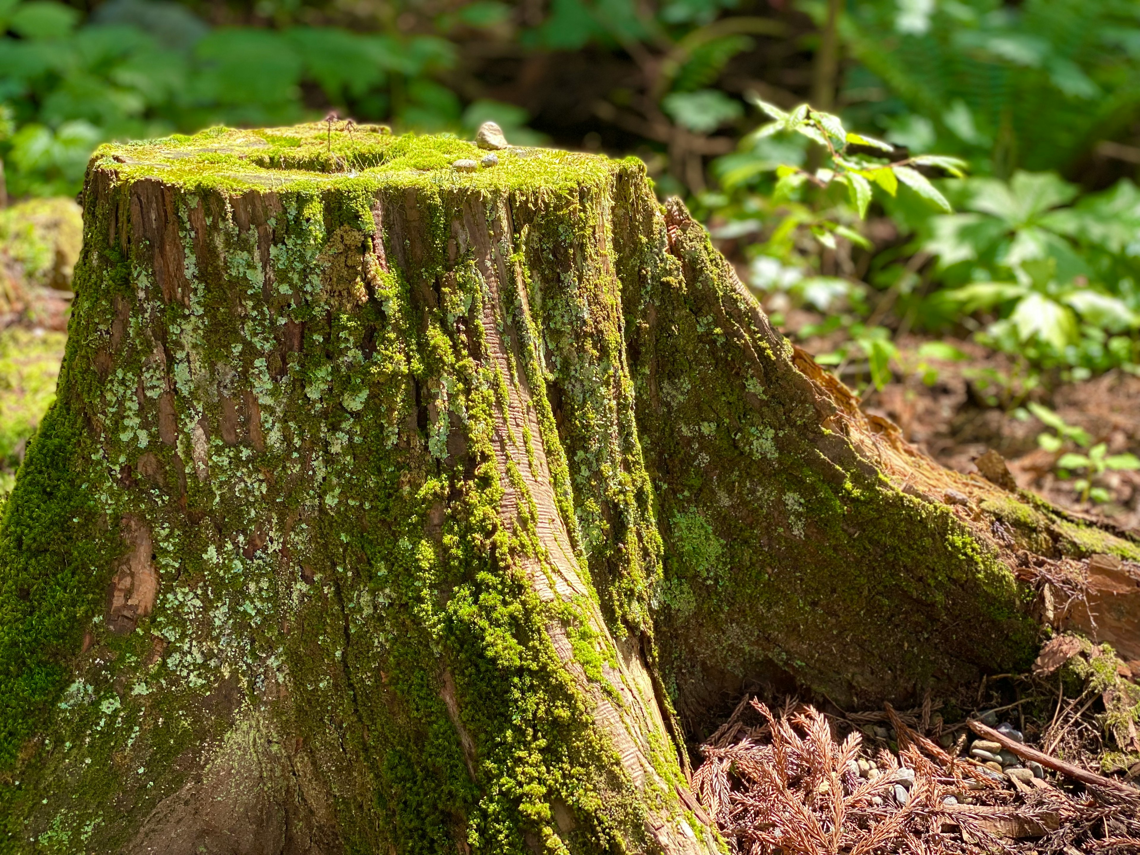 Moosbedeckte Baumstumpf in einer Waldlandschaft