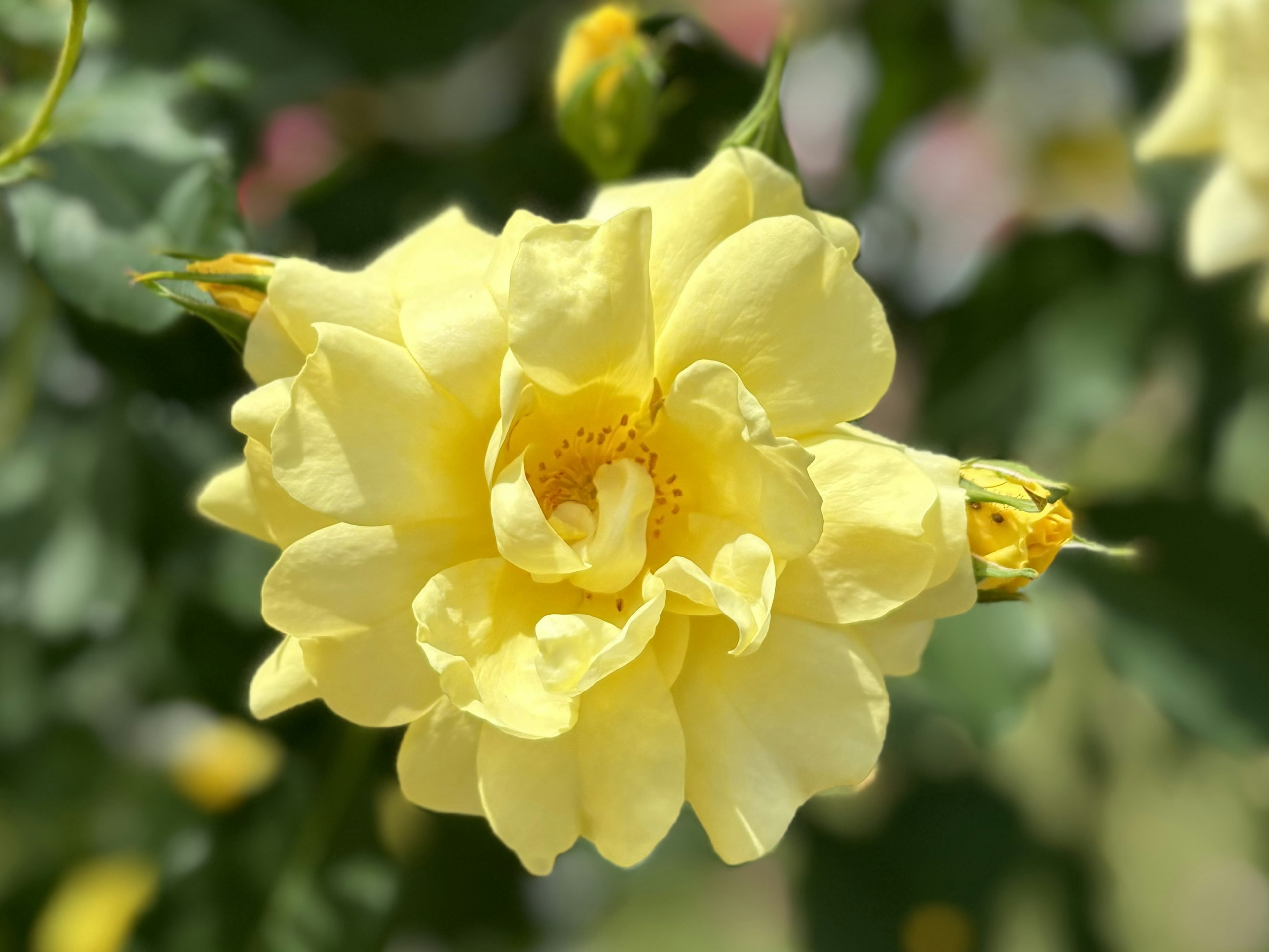 Yellow rose flower blooming with lush green leaves