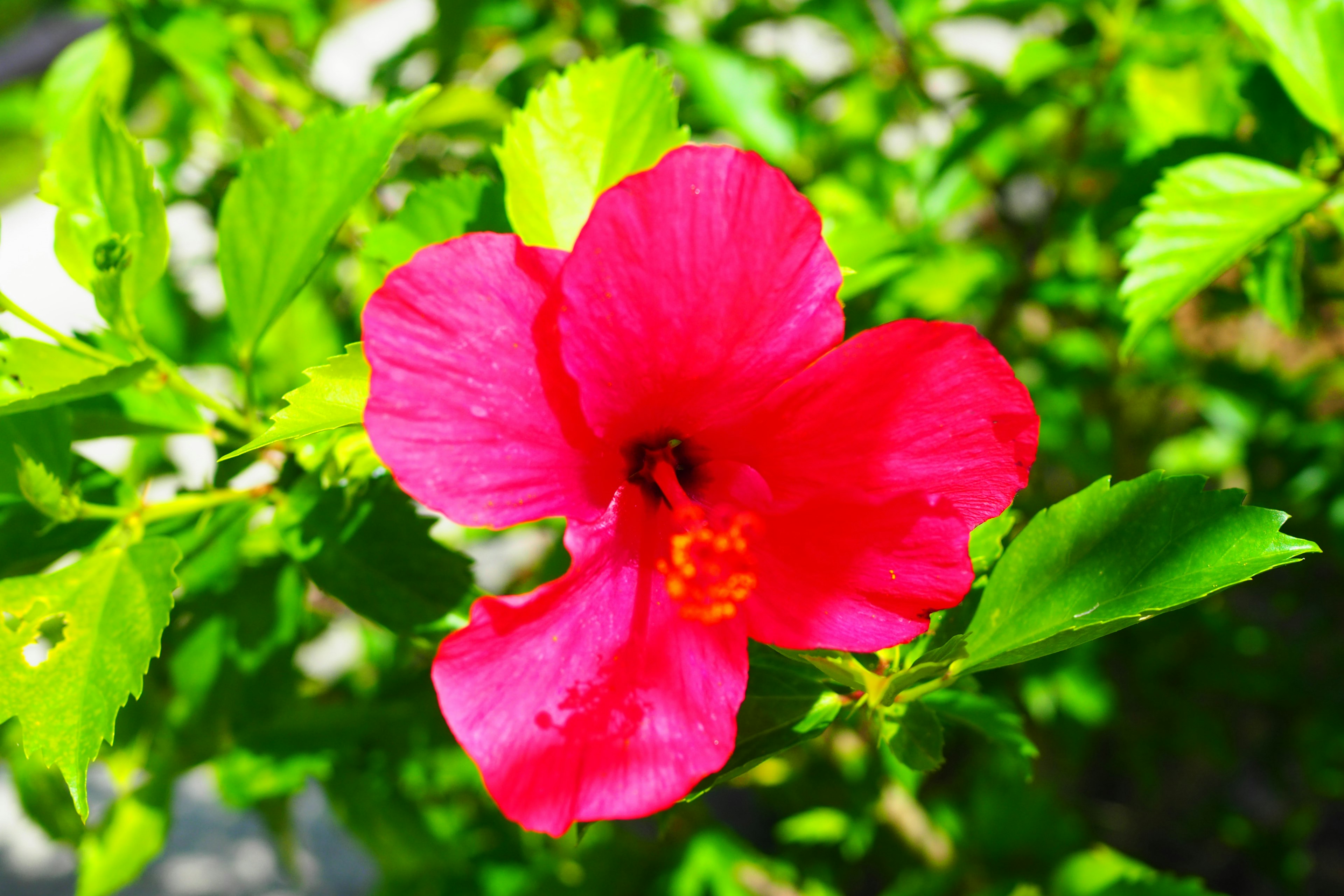 Flor de hibisco roja vibrante con hojas verdes