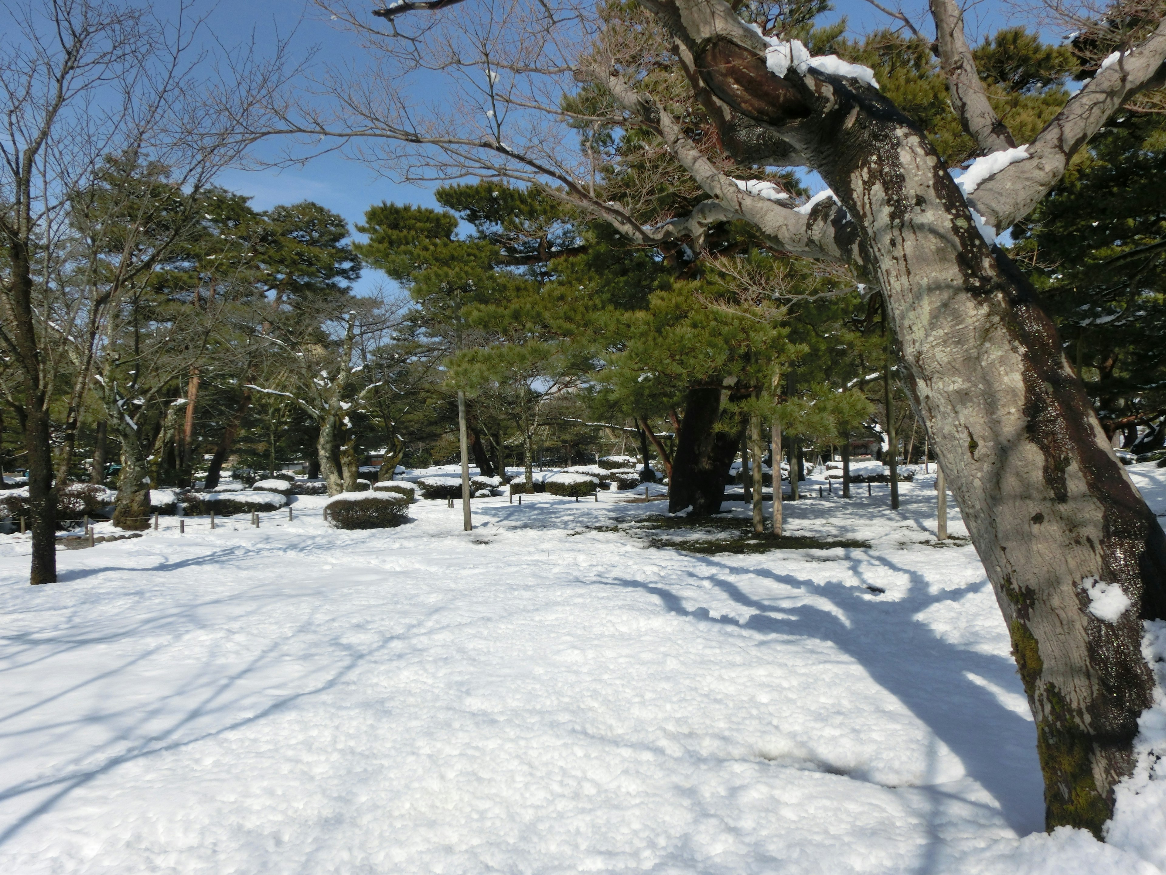 被雪覆盖的公园景观，树木沿着小径排列