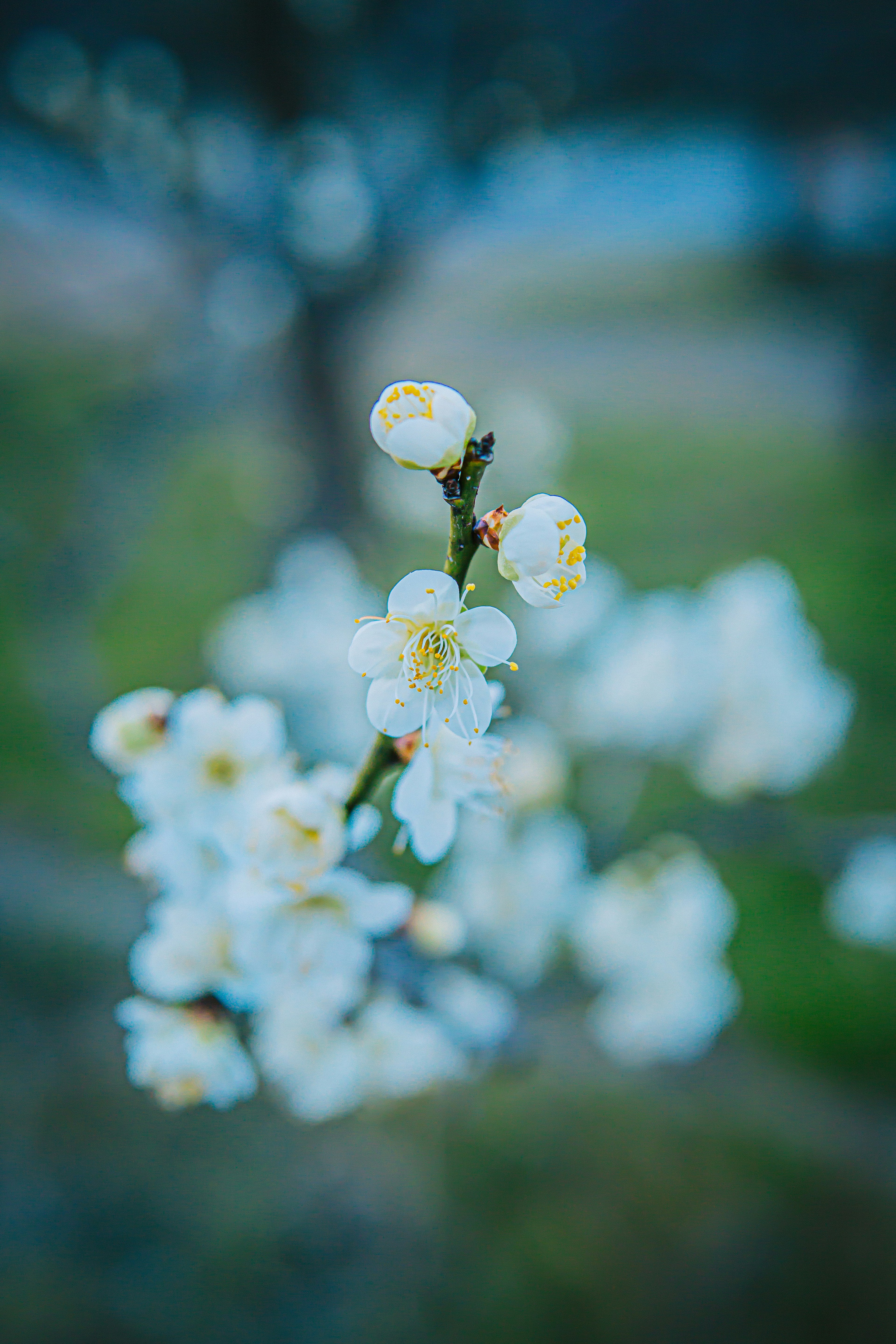 Nahaufnahme eines Zweigs mit blühenden weißen Blumen