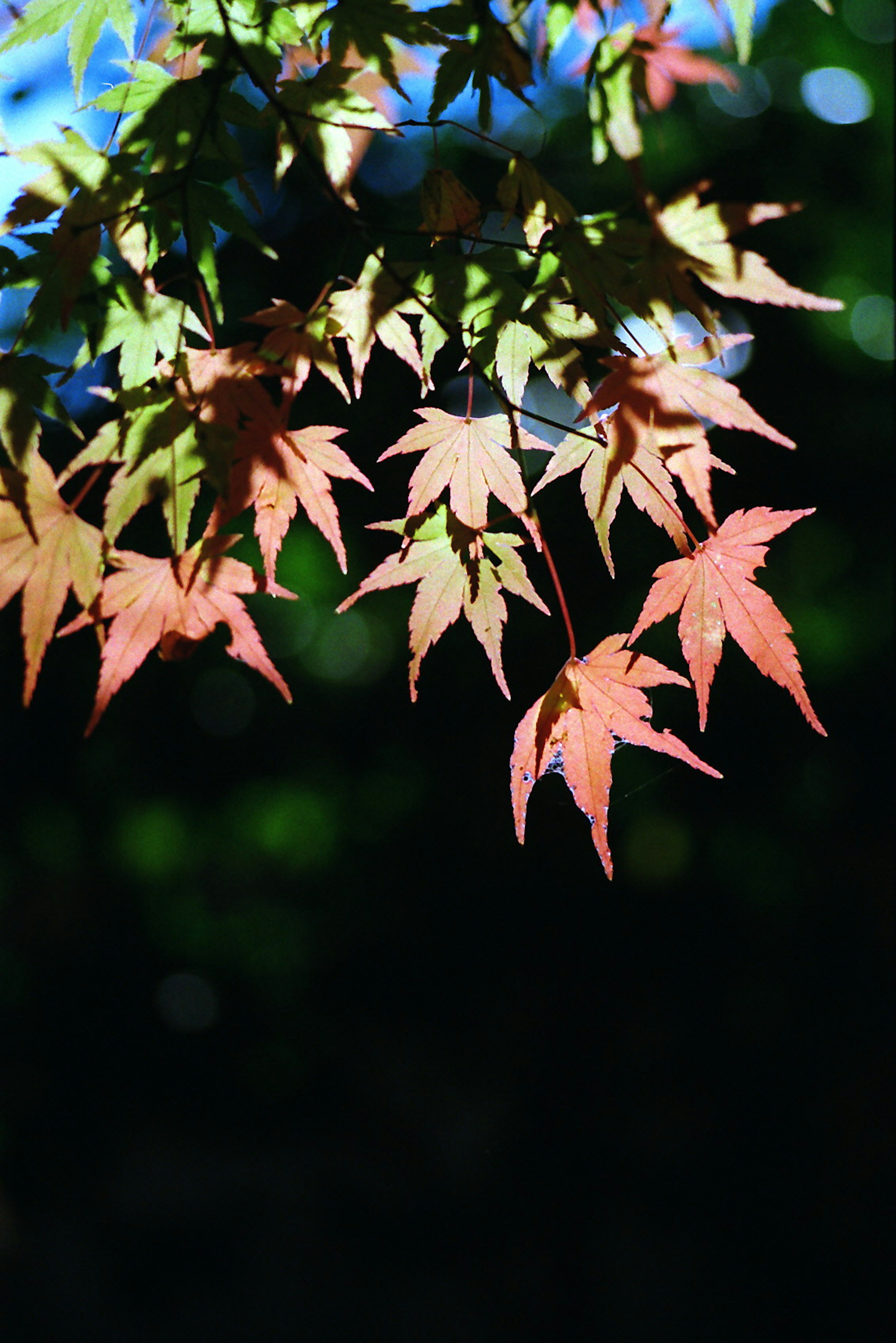 Autumn leaves in shades of red and green illuminated by sunlight