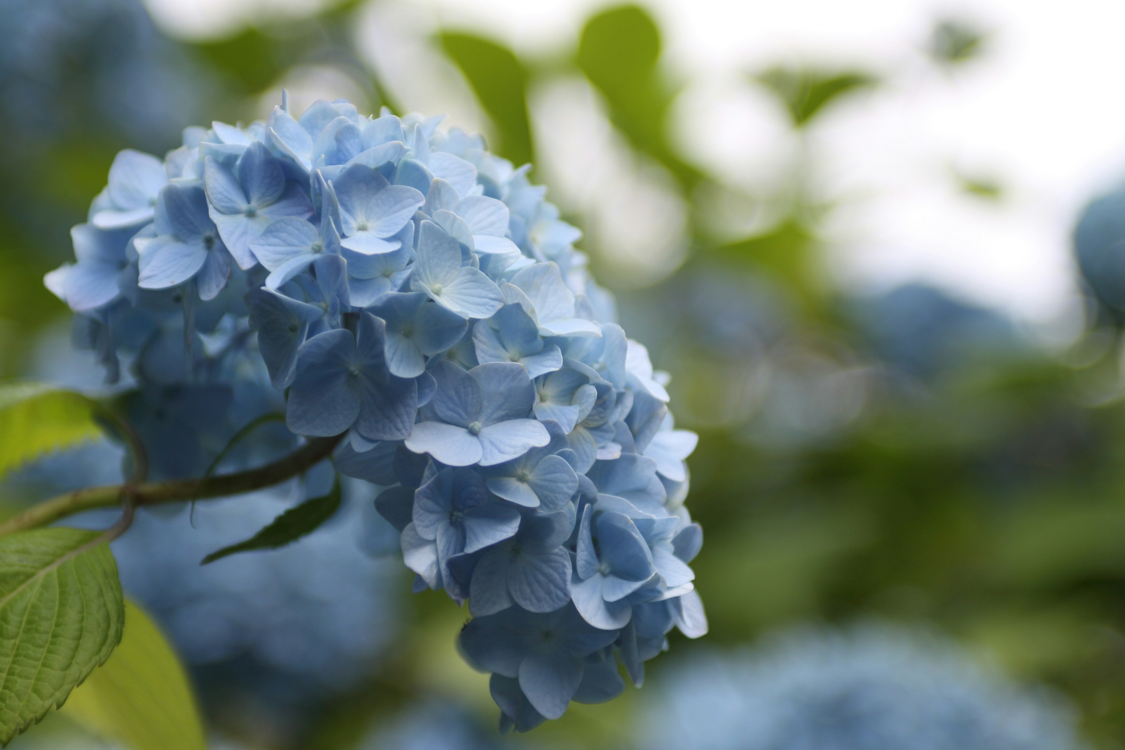 Gros plan sur une fleur d'hortensia bleu en pleine floraison