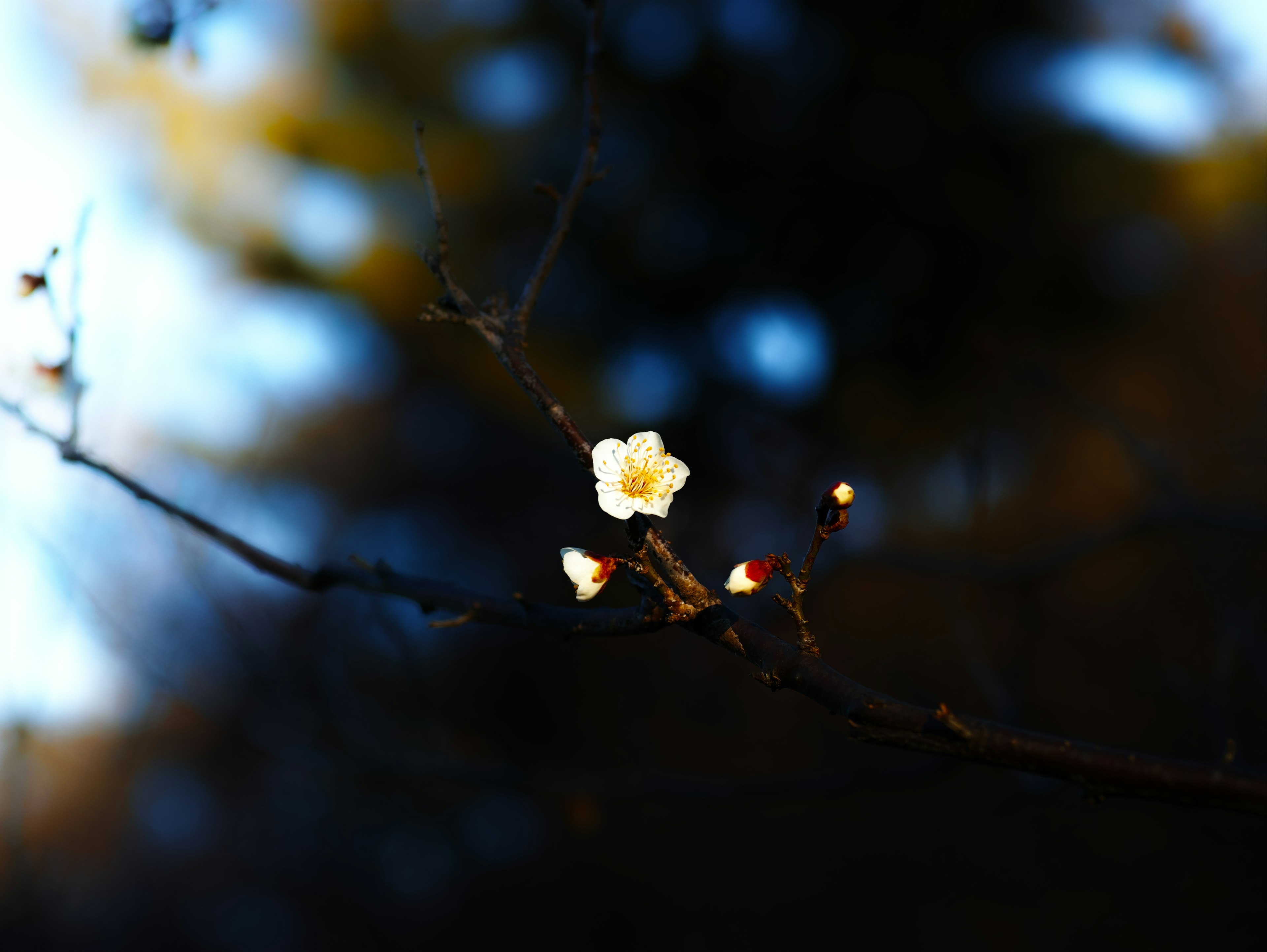 特寫的枝條上有一朵白花和花蕾