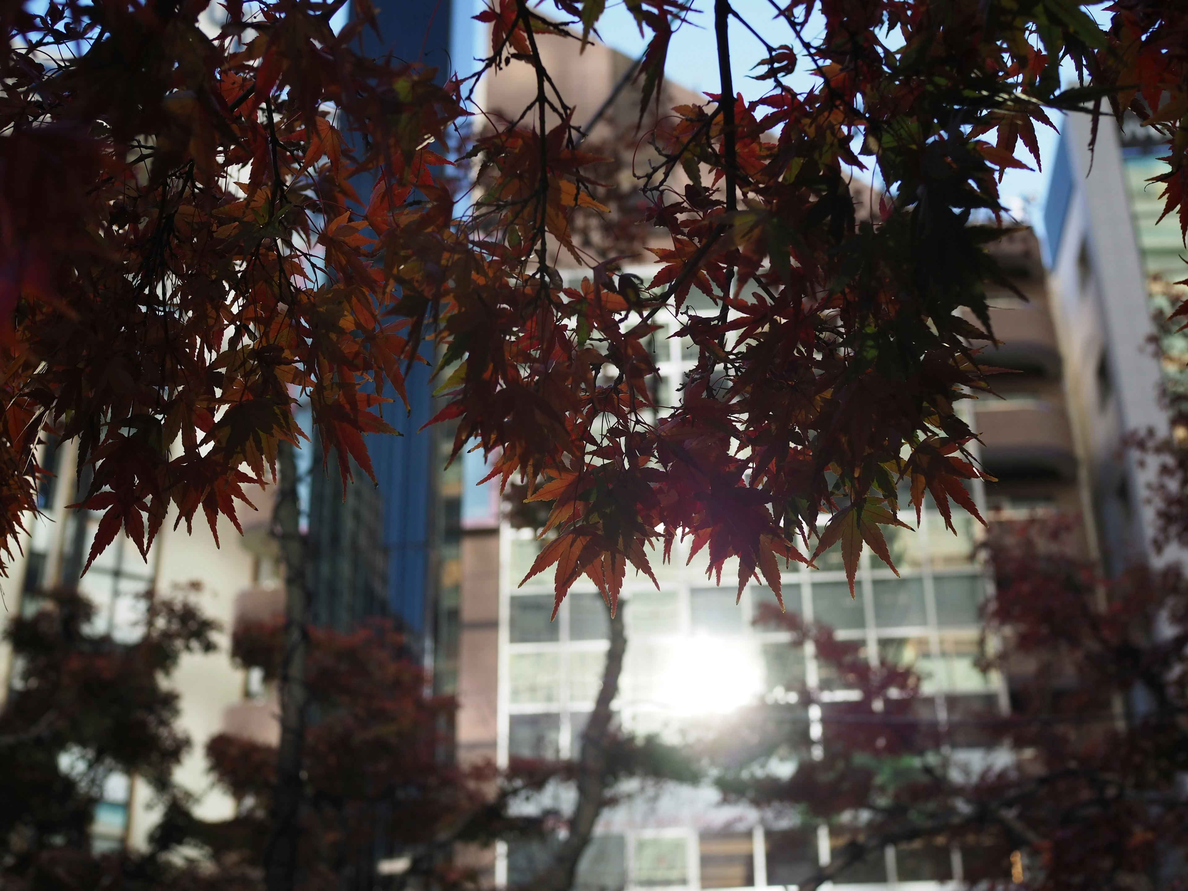 Daun merah di latar depan dengan refleksi di gedung