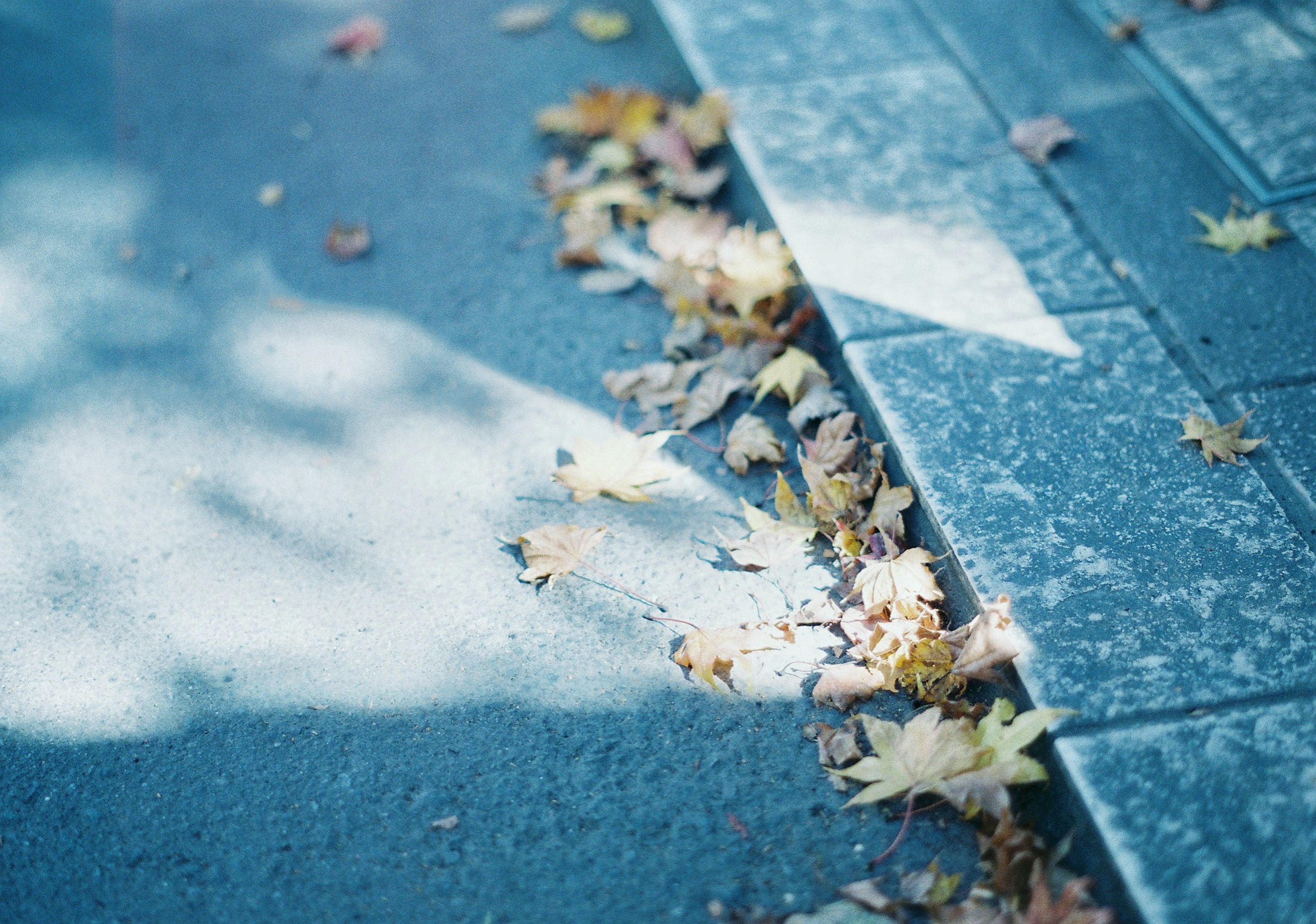 Feuilles d'automne éparpillées sur un pavé bleu avec des ombres