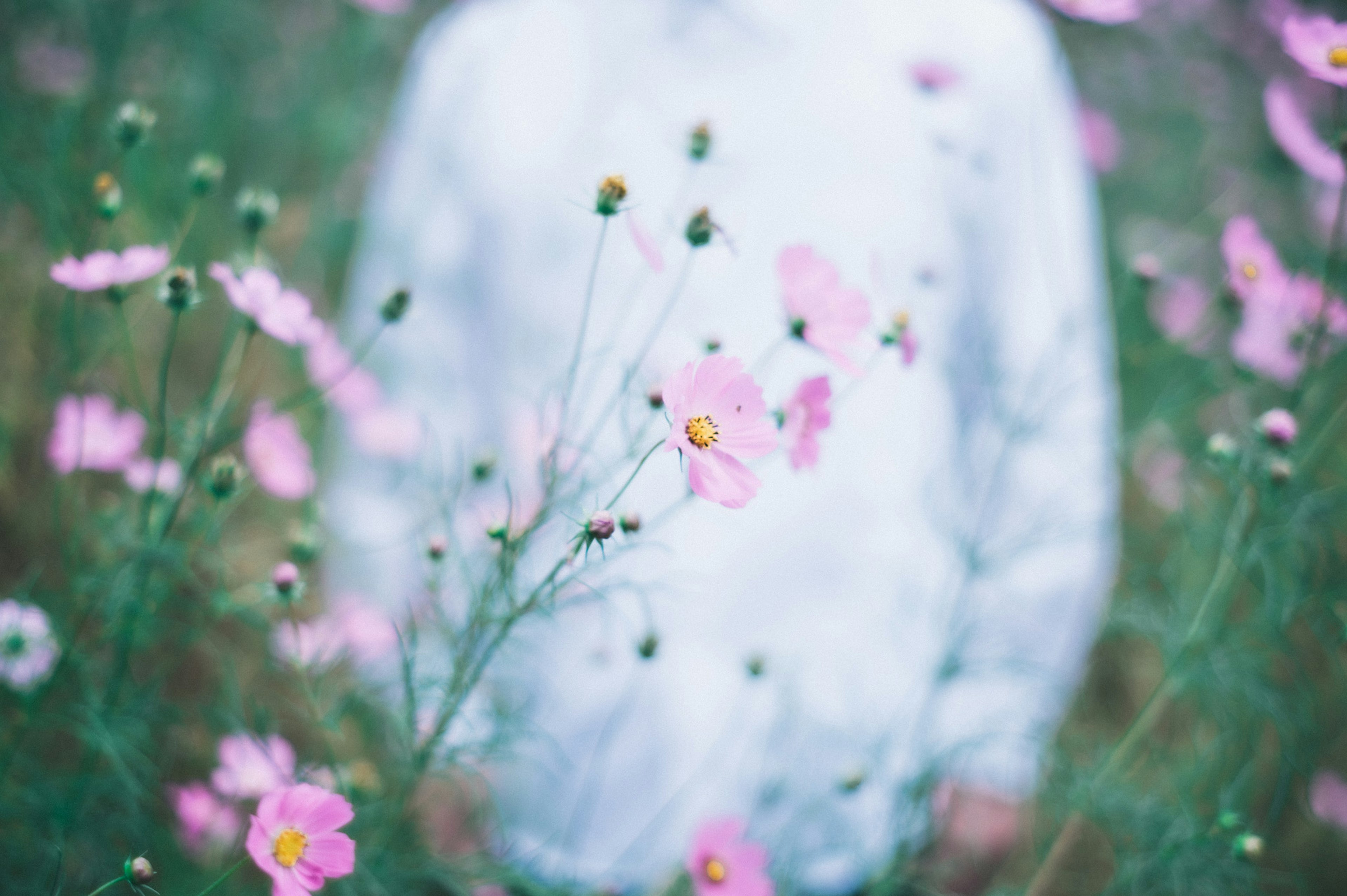 花の中に立つ人物のぼんやりしたシルエットとピンクの花々