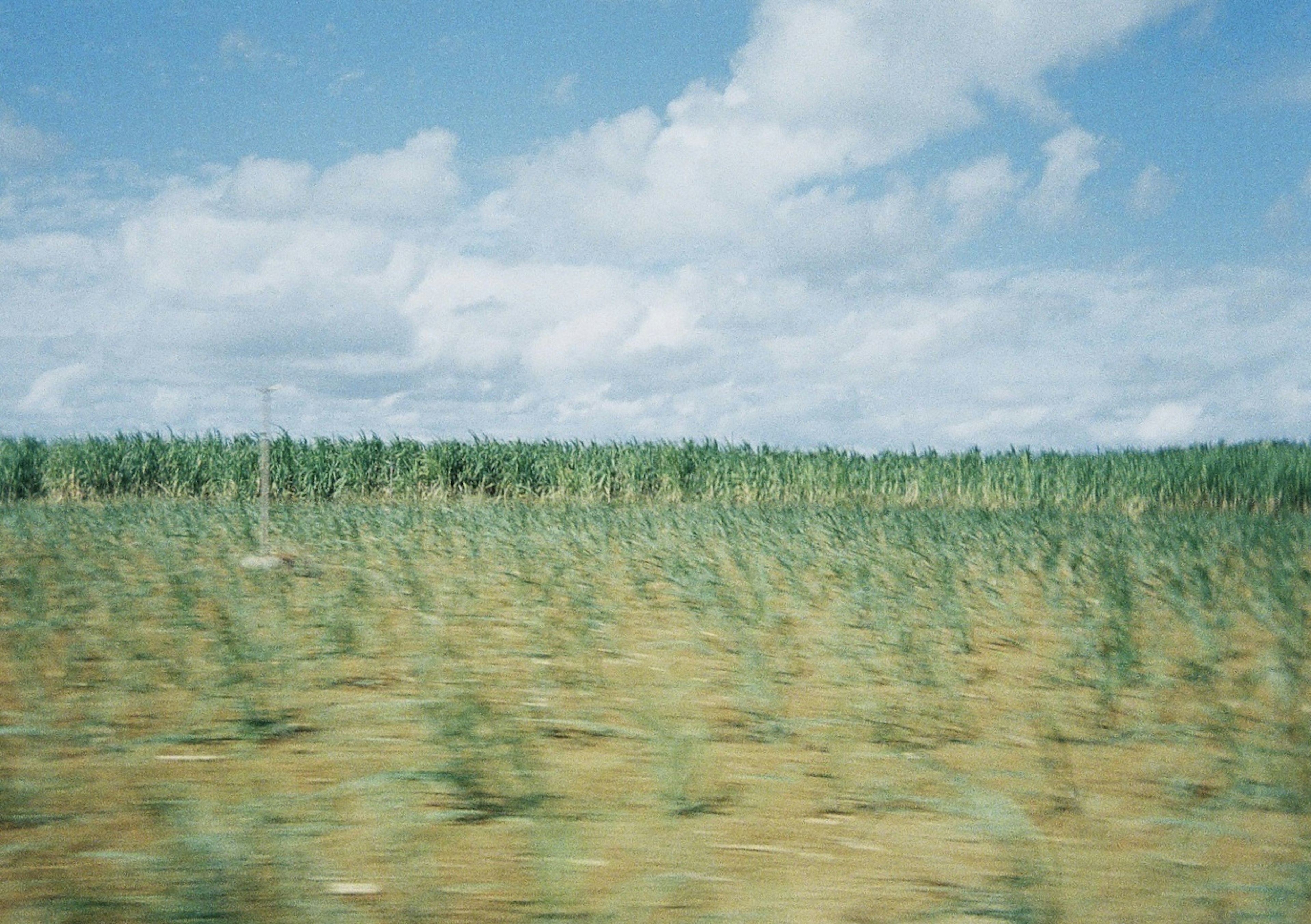 Landscape with blue sky and green plants